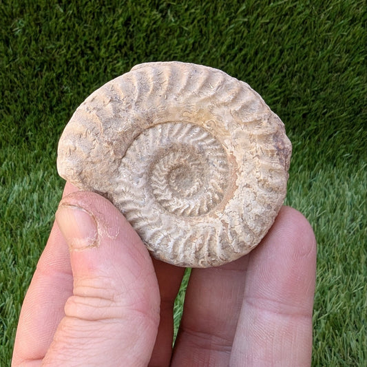 Hildoceras ammonite fossil Ilminster Somerset - North Yorkshire Fossils