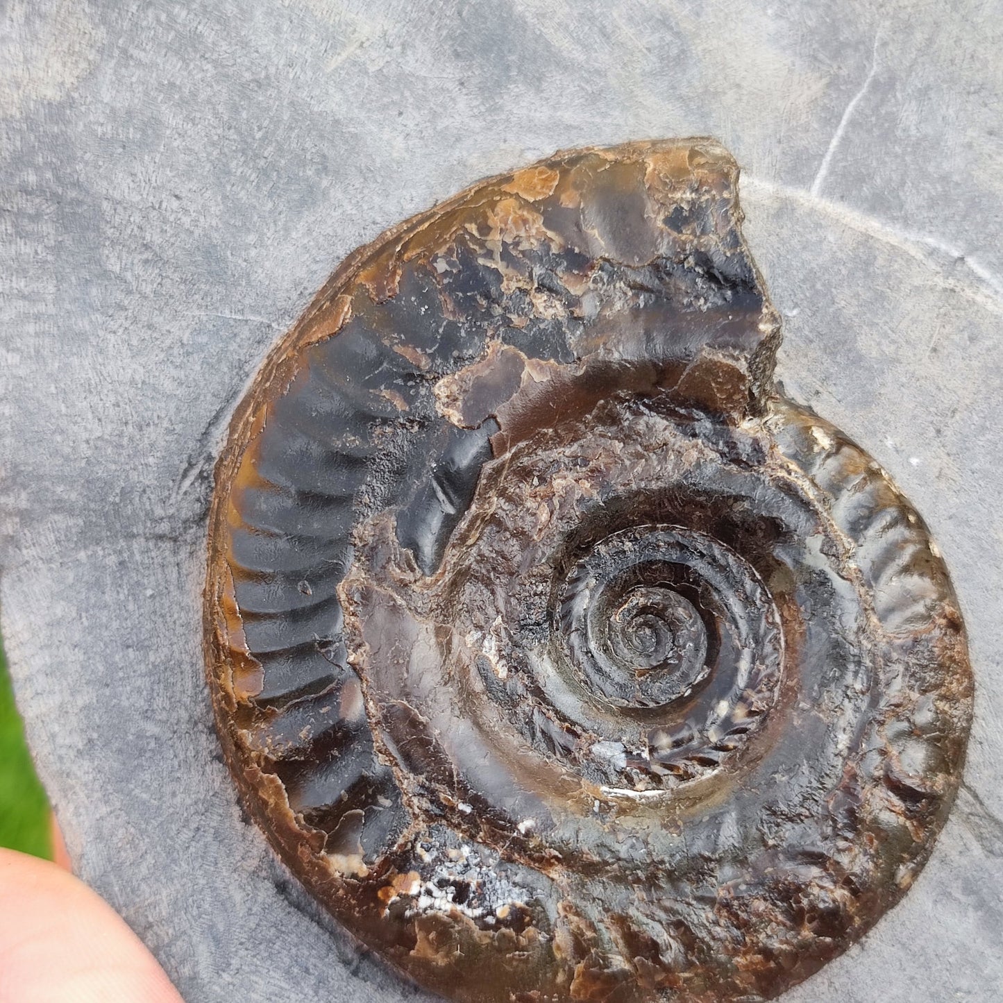 Hildoceras ammonite fossil in limestone North Yorkshire fossils - North Yorkshire Fossils