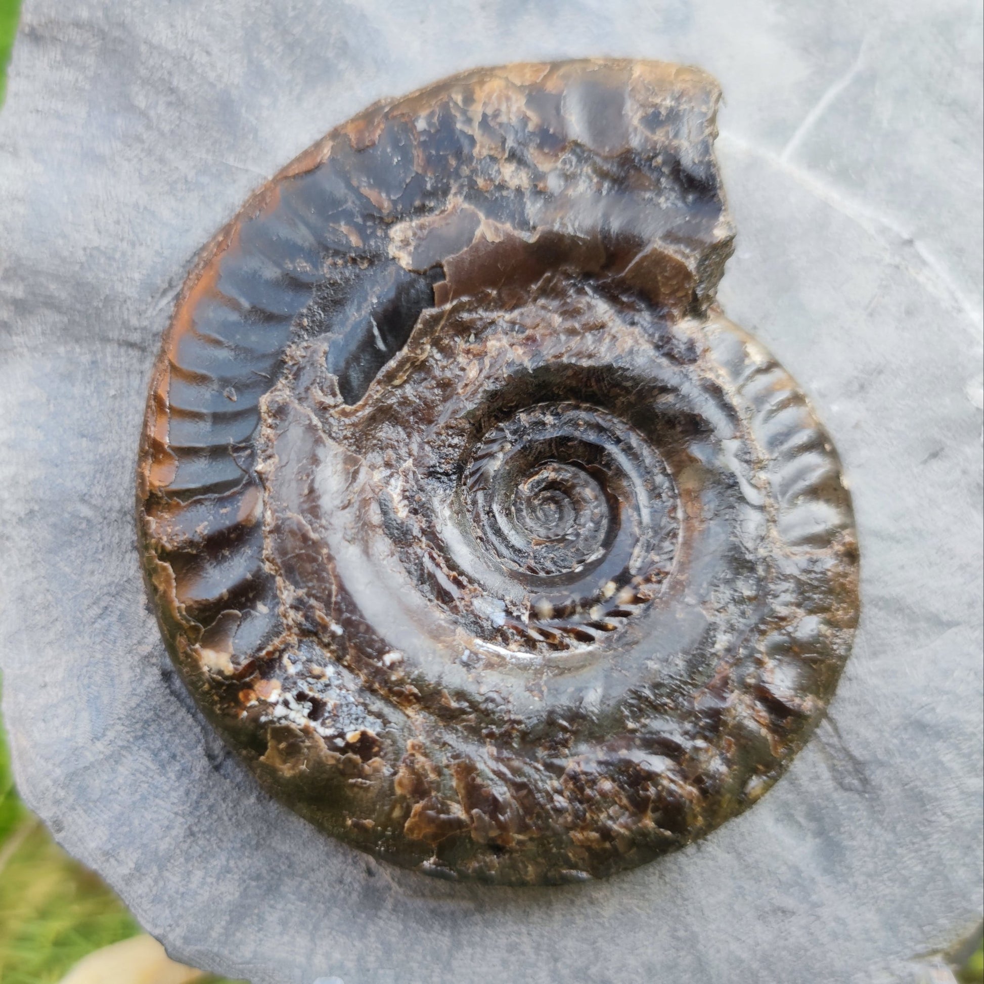 Hildoceras ammonite fossil in limestone North Yorkshire fossils - North Yorkshire Fossils
