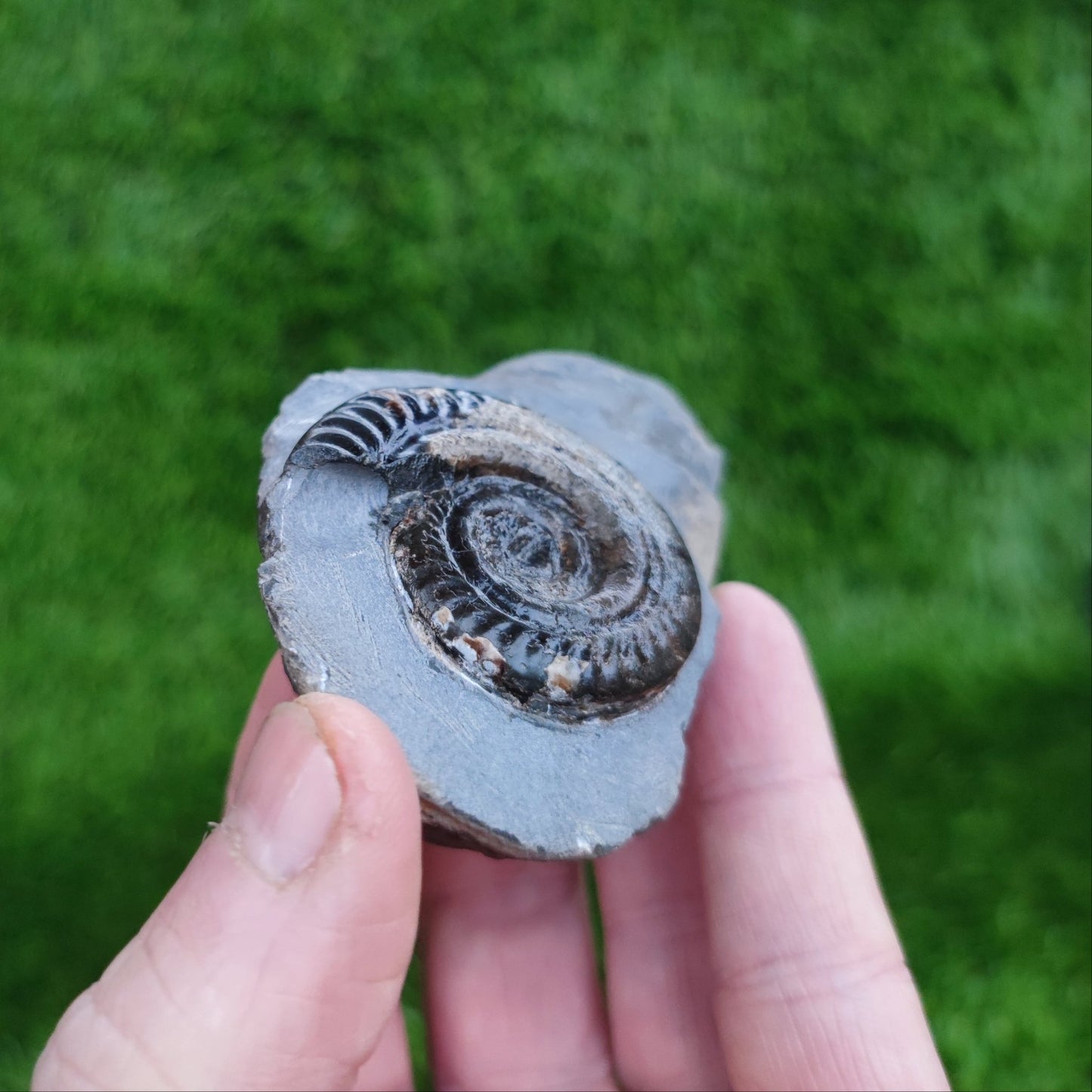 Hildoceras ammonite fossil in limestone North Yorkshire Fossils - North Yorkshire Fossils