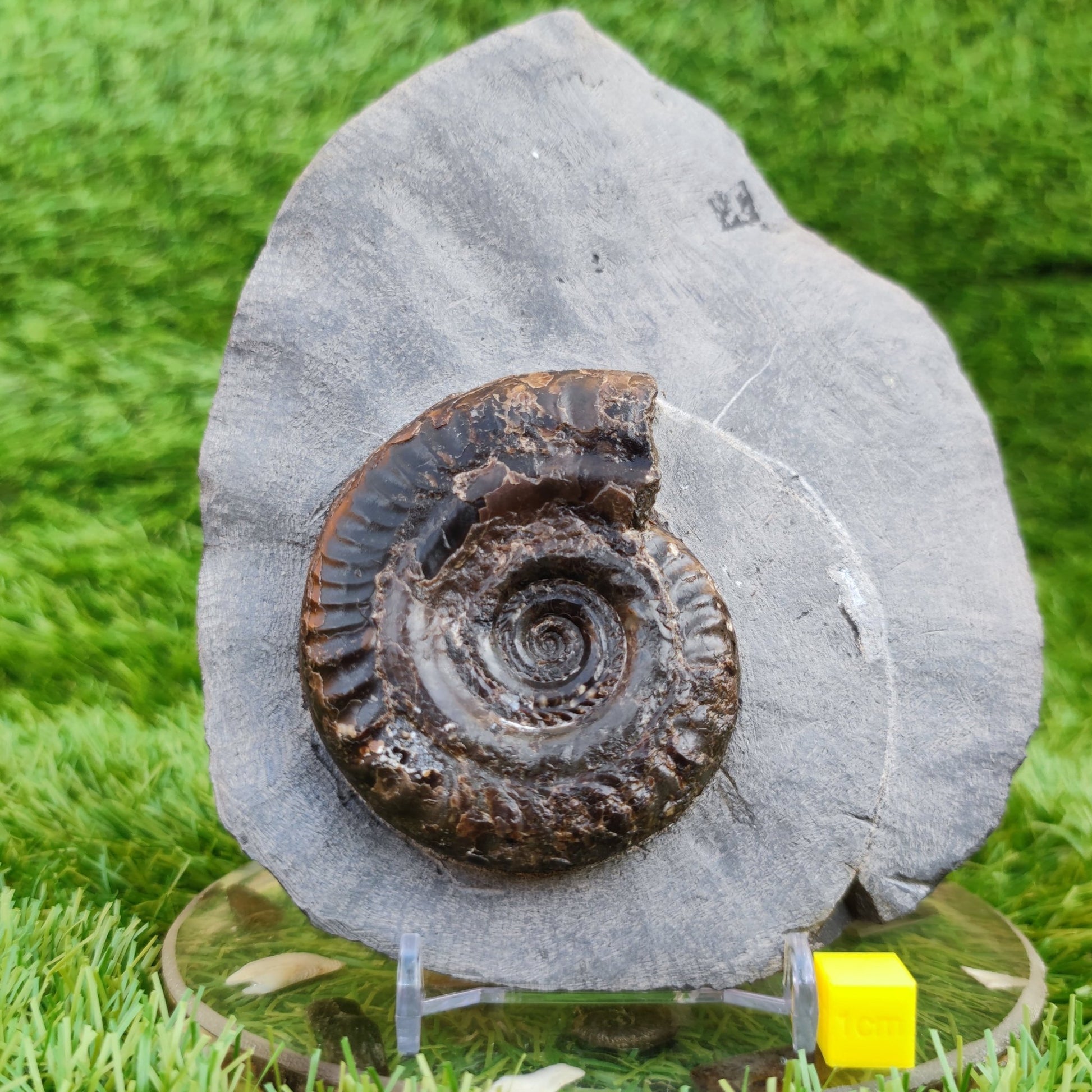 Hildoceras ammonite fossil in limestone North Yorkshire fossils - North Yorkshire Fossils