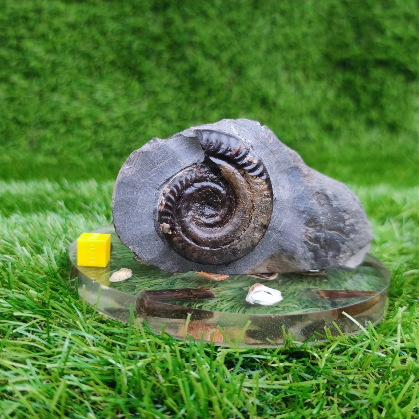 Hildoceras ammonite fossil in limestone North Yorkshire Fossils - North Yorkshire Fossils