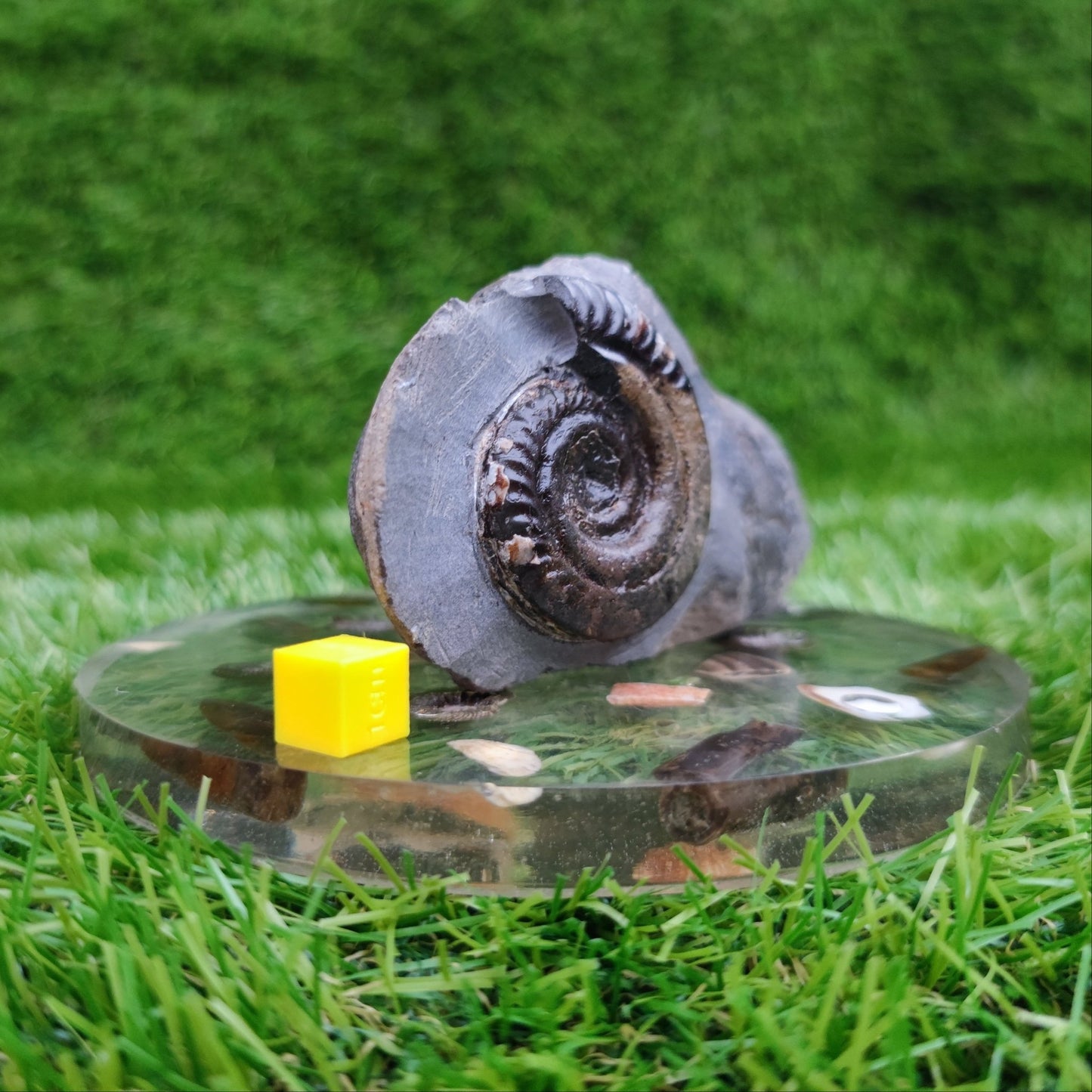 Hildoceras ammonite fossil in limestone North Yorkshire Fossils - North Yorkshire Fossils