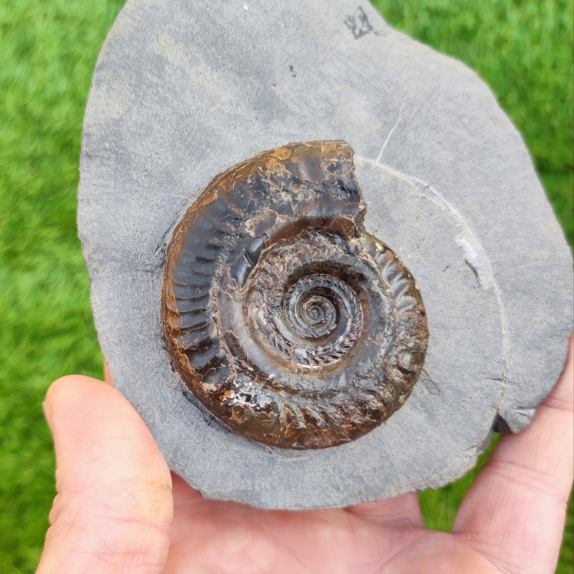 Hildoceras ammonite fossil in limestone North Yorkshire fossils - North Yorkshire Fossils