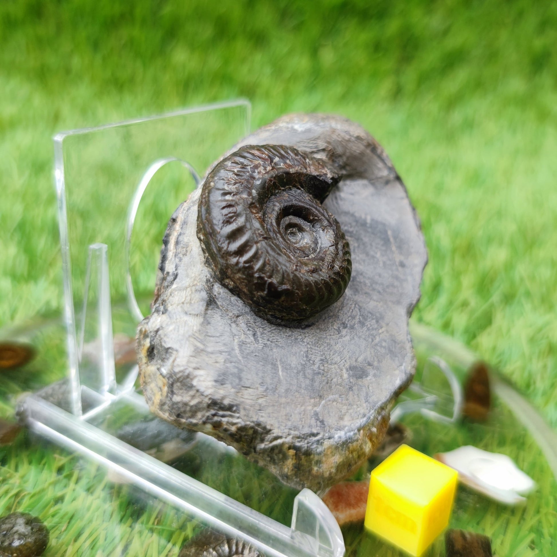Hildoceras ammonite fossil North Yorkshire - North Yorkshire Fossils