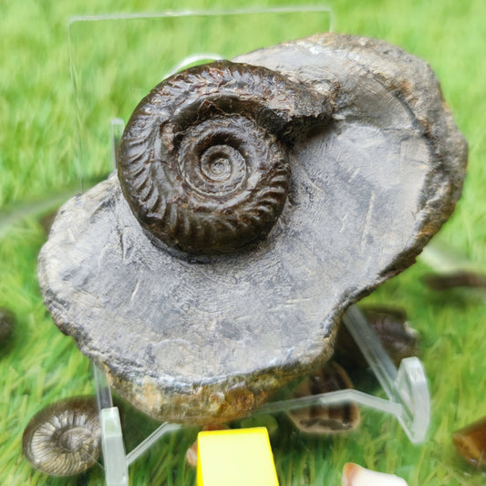 Hildoceras ammonite fossil North Yorkshire - North Yorkshire Fossils