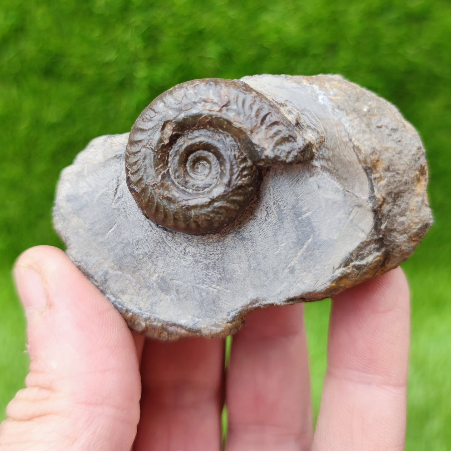 Hildoceras ammonite fossil North Yorkshire - North Yorkshire Fossils