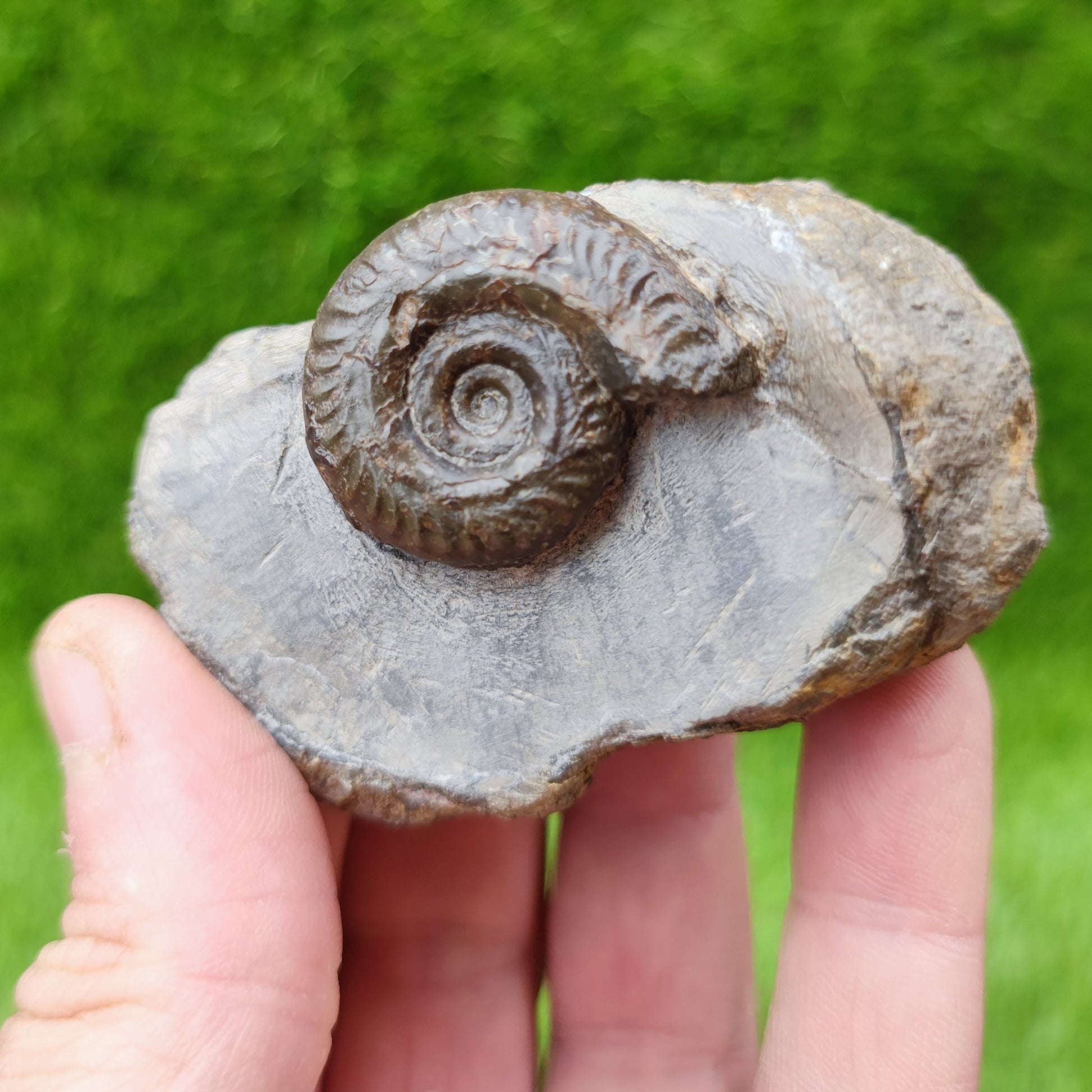 Hildoceras ammonite fossil North Yorkshire - North Yorkshire Fossils