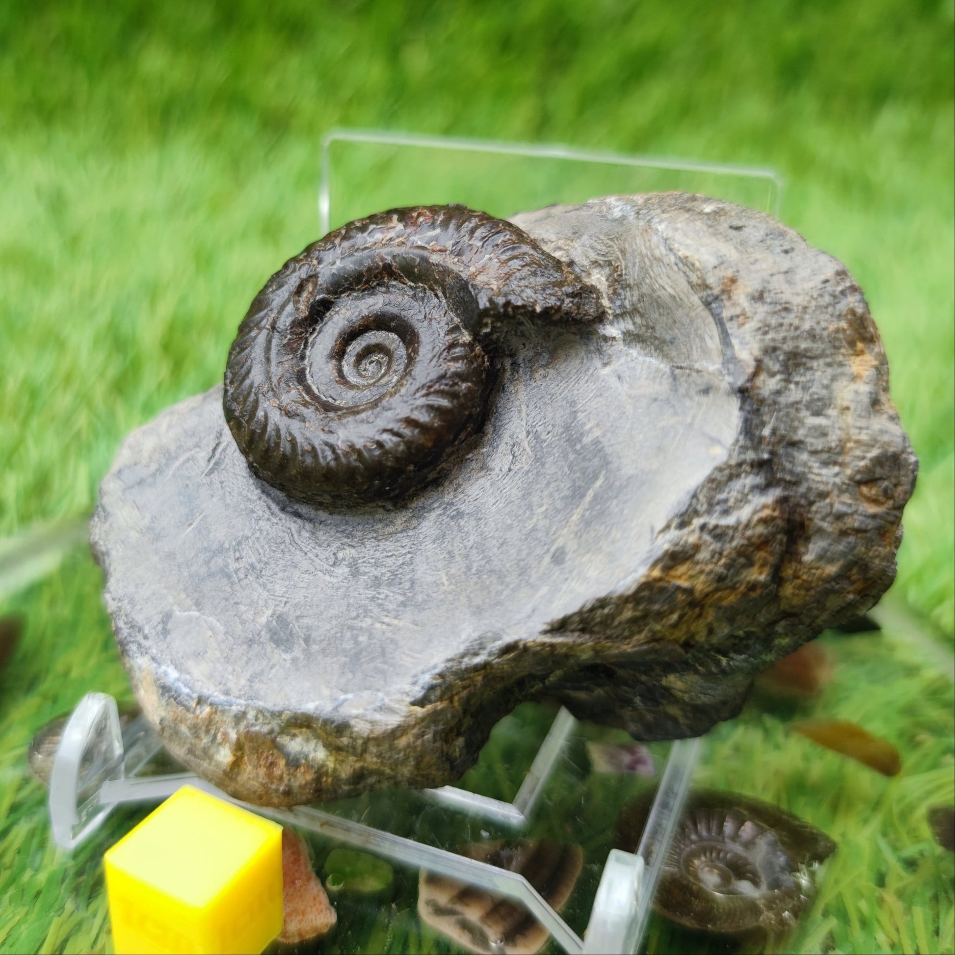 Hildoceras ammonite fossil North Yorkshire - North Yorkshire Fossils