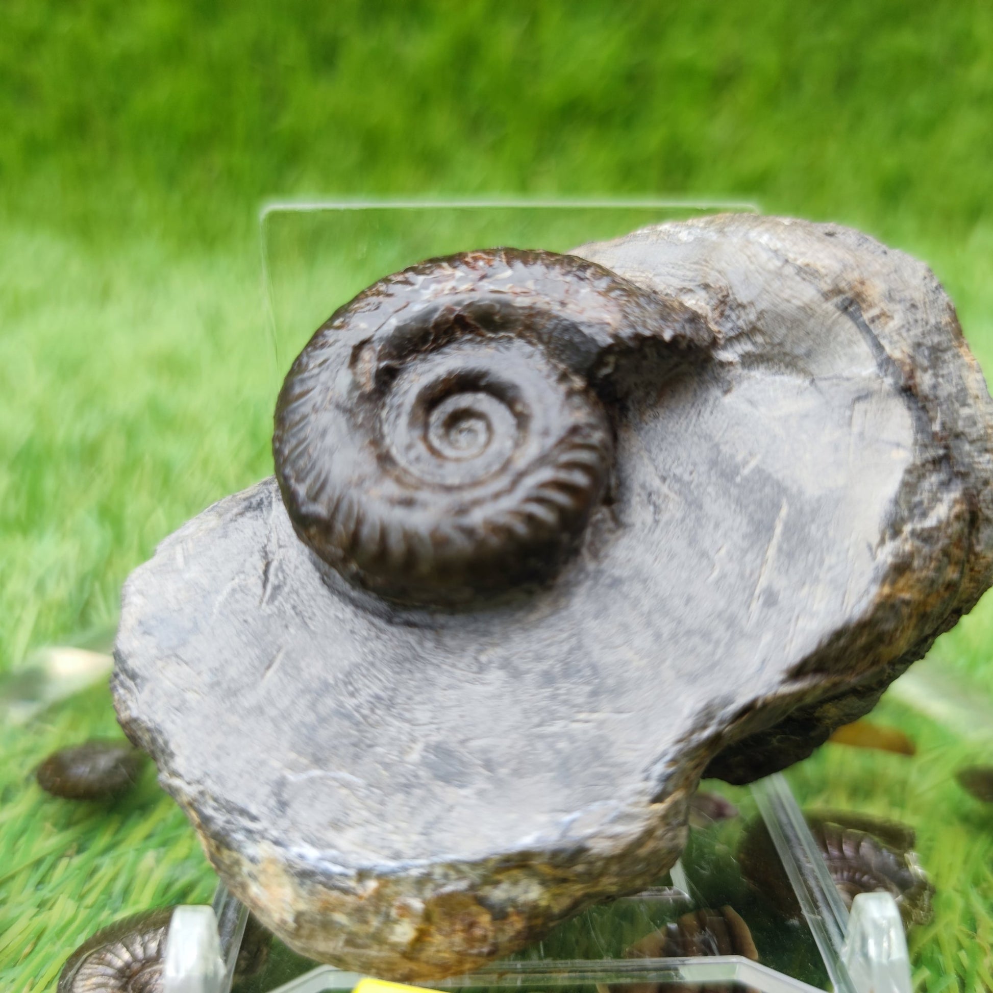 Hildoceras ammonite fossil North Yorkshire - North Yorkshire Fossils