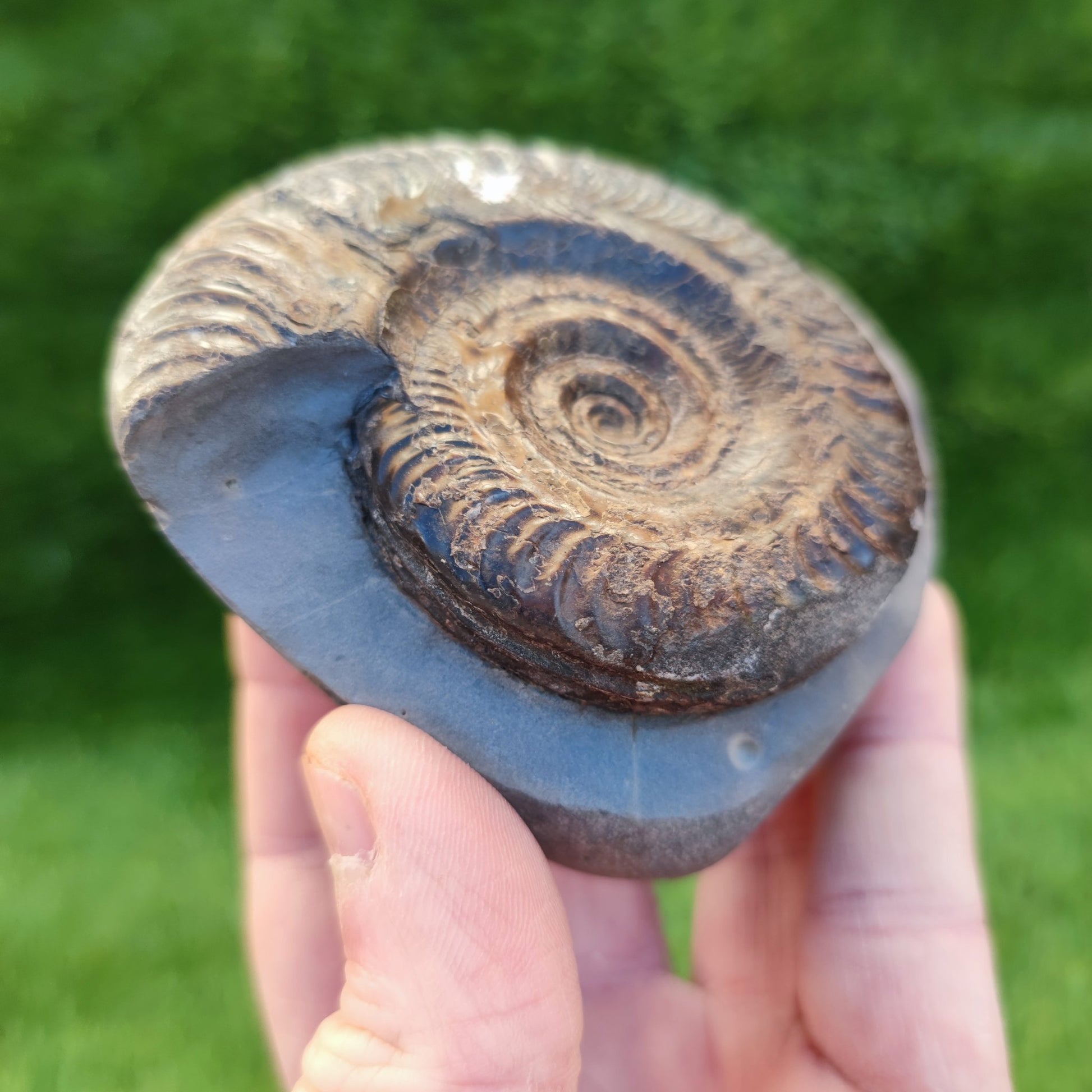 Hildoceras ammonite fossil North Yorkshire Fossils - North Yorkshire Fossils