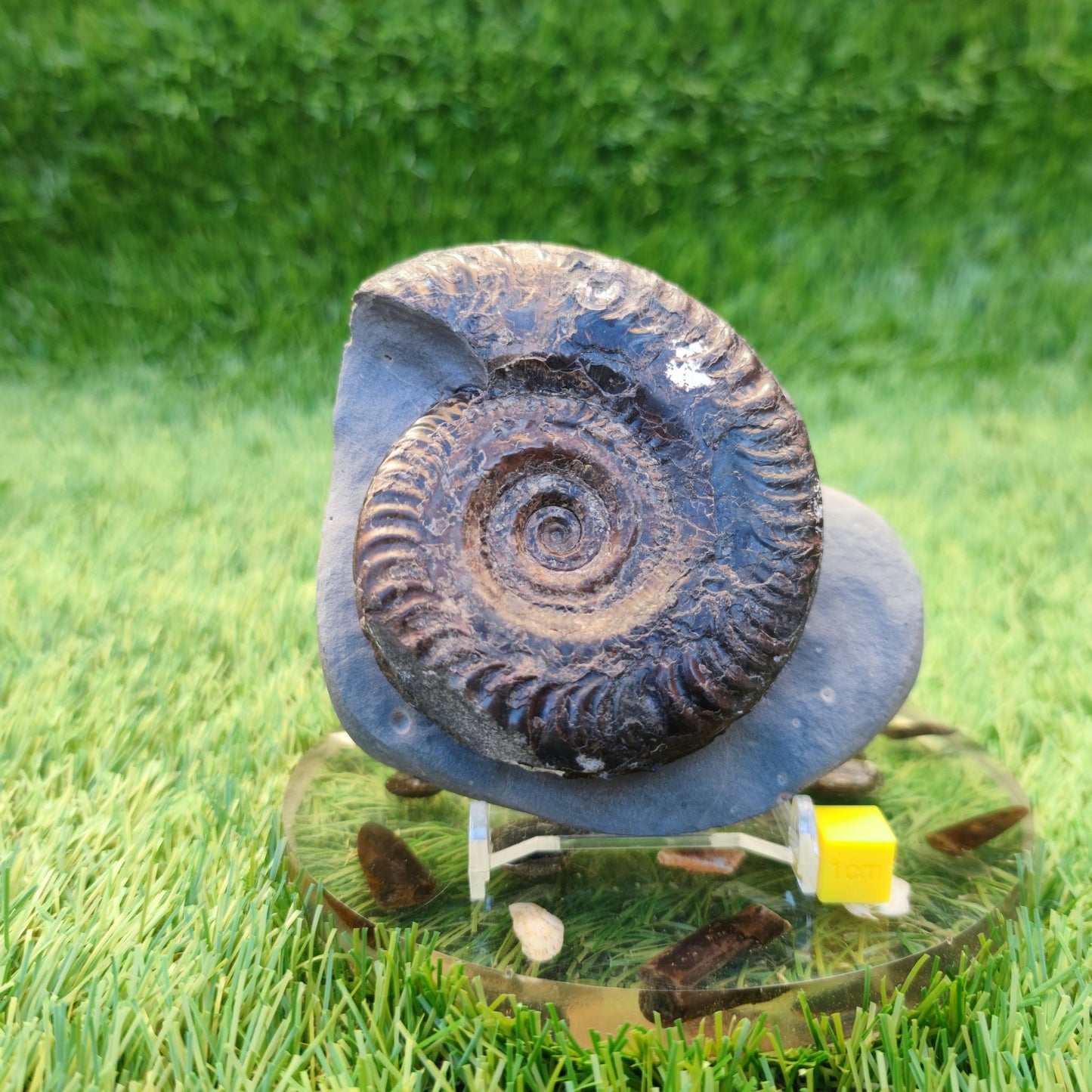 Hildoceras ammonite fossil North Yorkshire Fossils - North Yorkshire Fossils