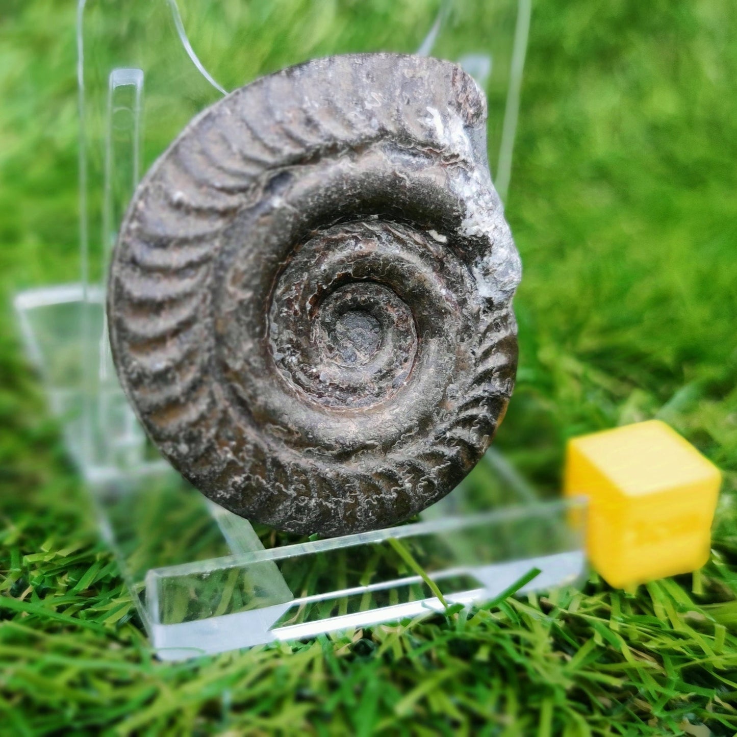 Hildoceras ammonite fossil Saltwick bay Whitby - North Yorkshire Fossils