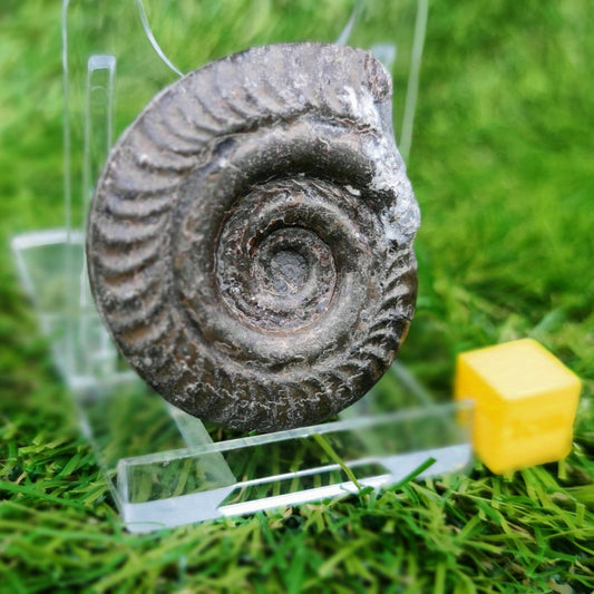 Hildoceras ammonite fossil Saltwick bay Whitby - North Yorkshire Fossils