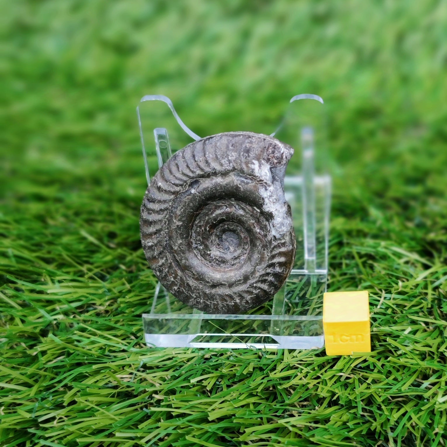 Hildoceras ammonite fossil Saltwick bay Whitby - North Yorkshire Fossils