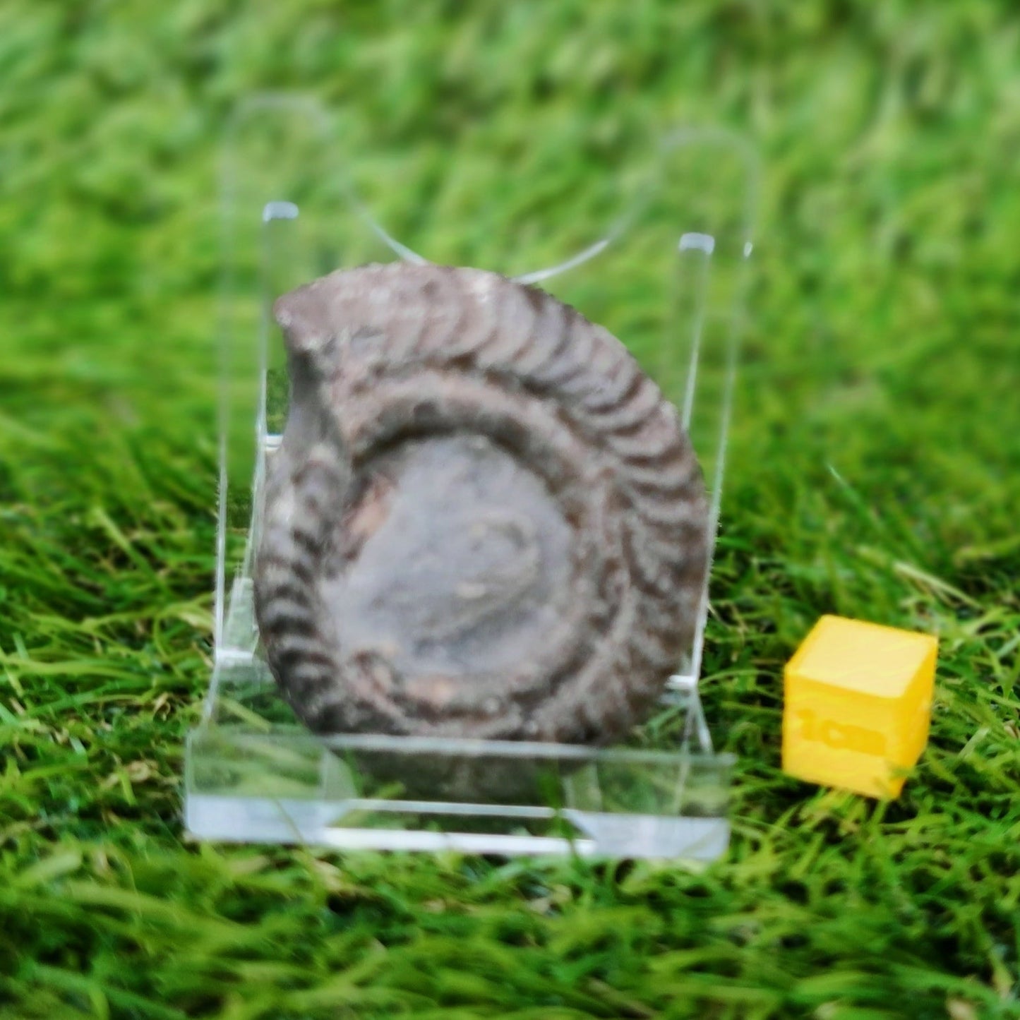 Hildoceras ammonite fossil Saltwick bay Whitby - North Yorkshire Fossils