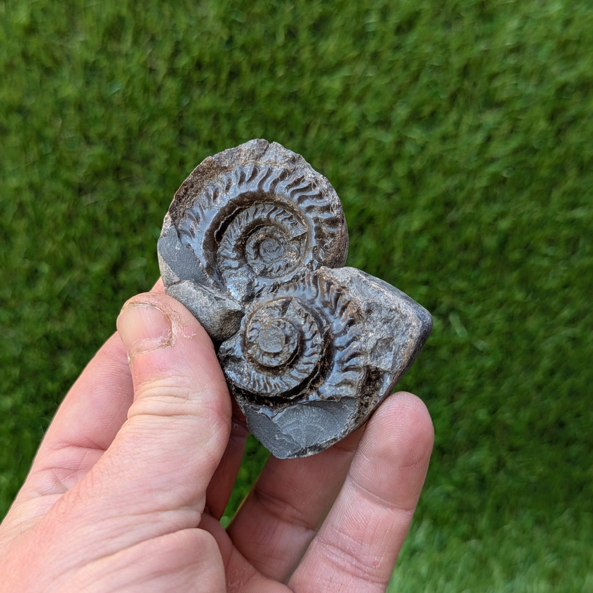Hildoceras ammonite fossil split pair - North Yorkshire Fossils