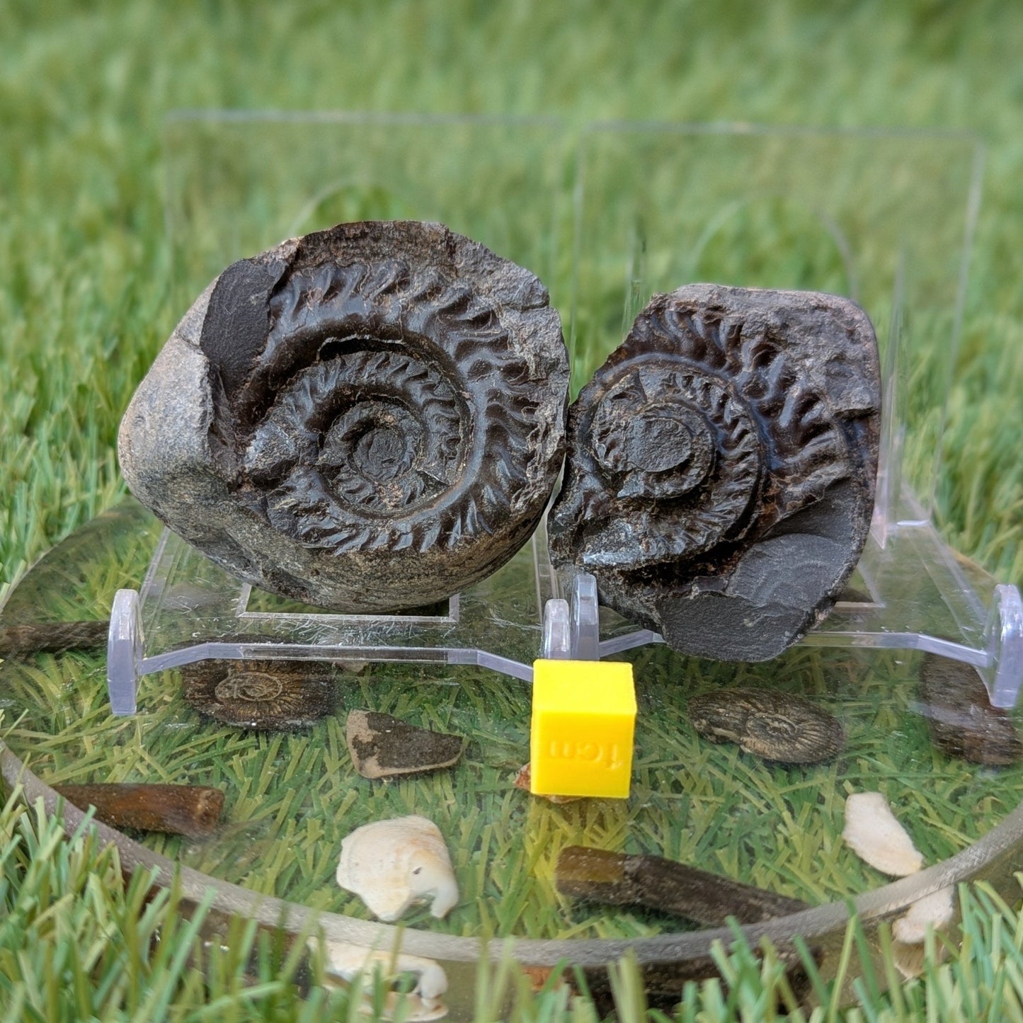 Hildoceras ammonite fossil split pair - North Yorkshire Fossils