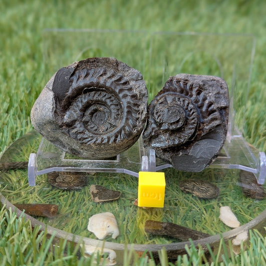 Hildoceras ammonite fossil split pair - North Yorkshire Fossils