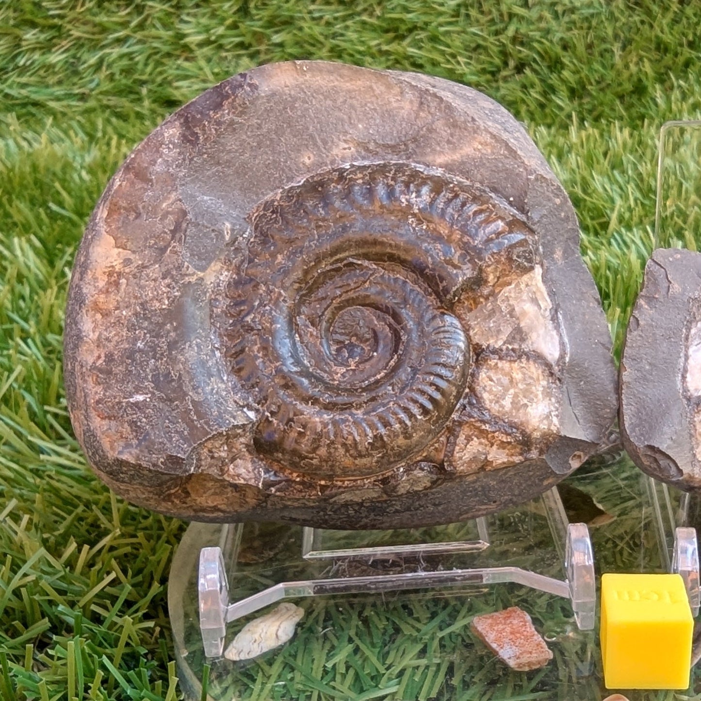Hildoceras ammonite fossil split pair North Yorkshire fossils - North Yorkshire Fossils
