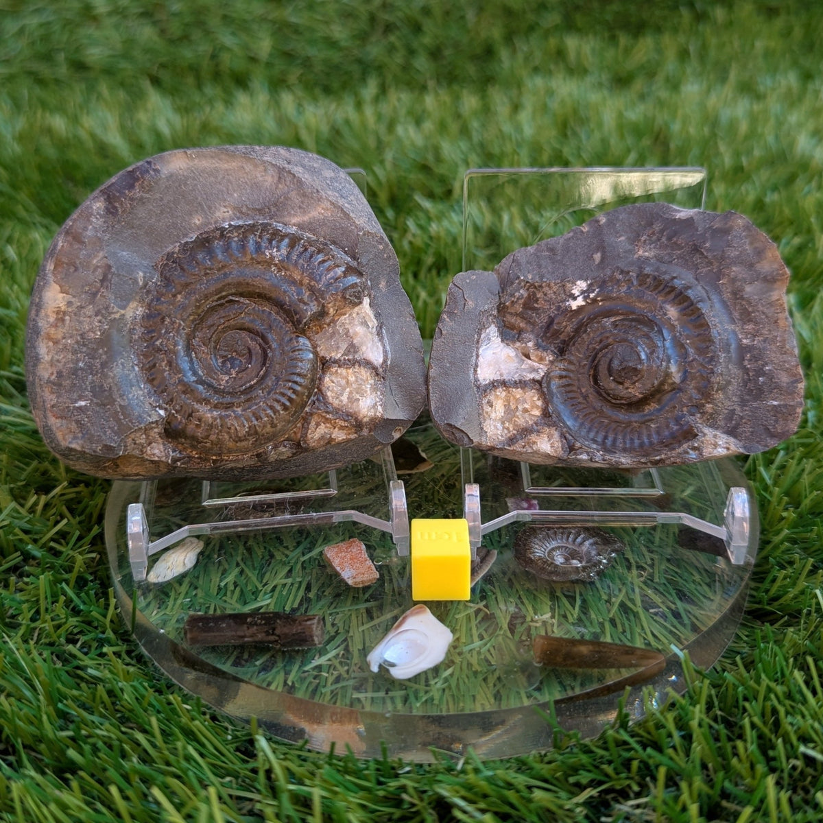 Hildoceras ammonite fossil split pair North Yorkshire fossils - North Yorkshire Fossils