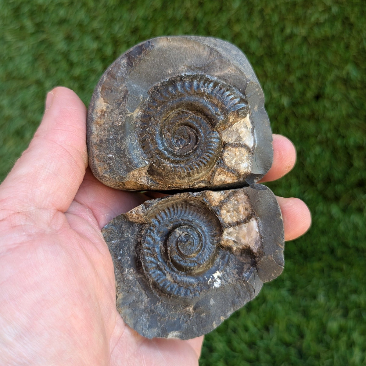 Hildoceras ammonite fossil split pair North Yorkshire fossils - North Yorkshire Fossils