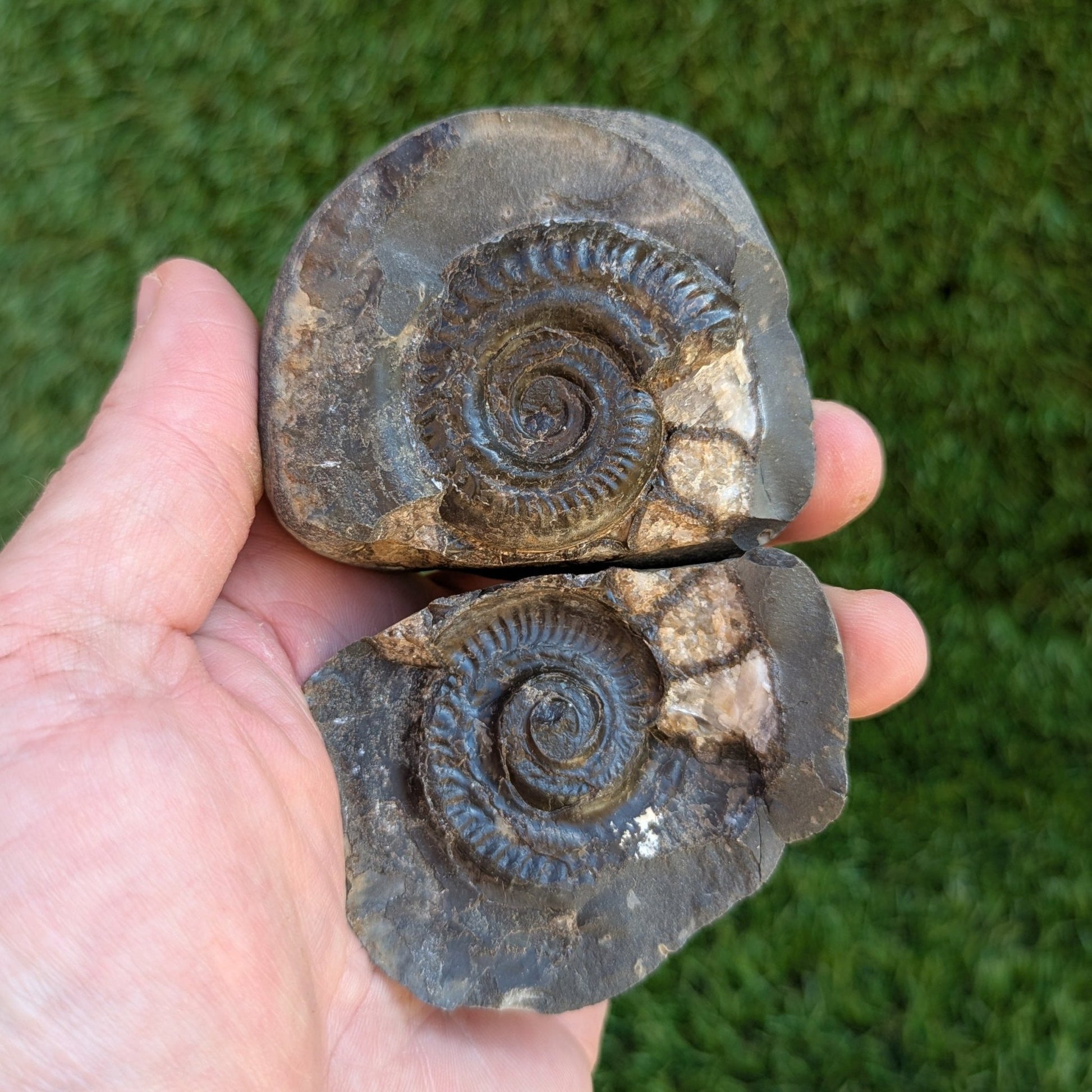 Hildoceras ammonite fossil split pair North Yorkshire fossils - North Yorkshire Fossils