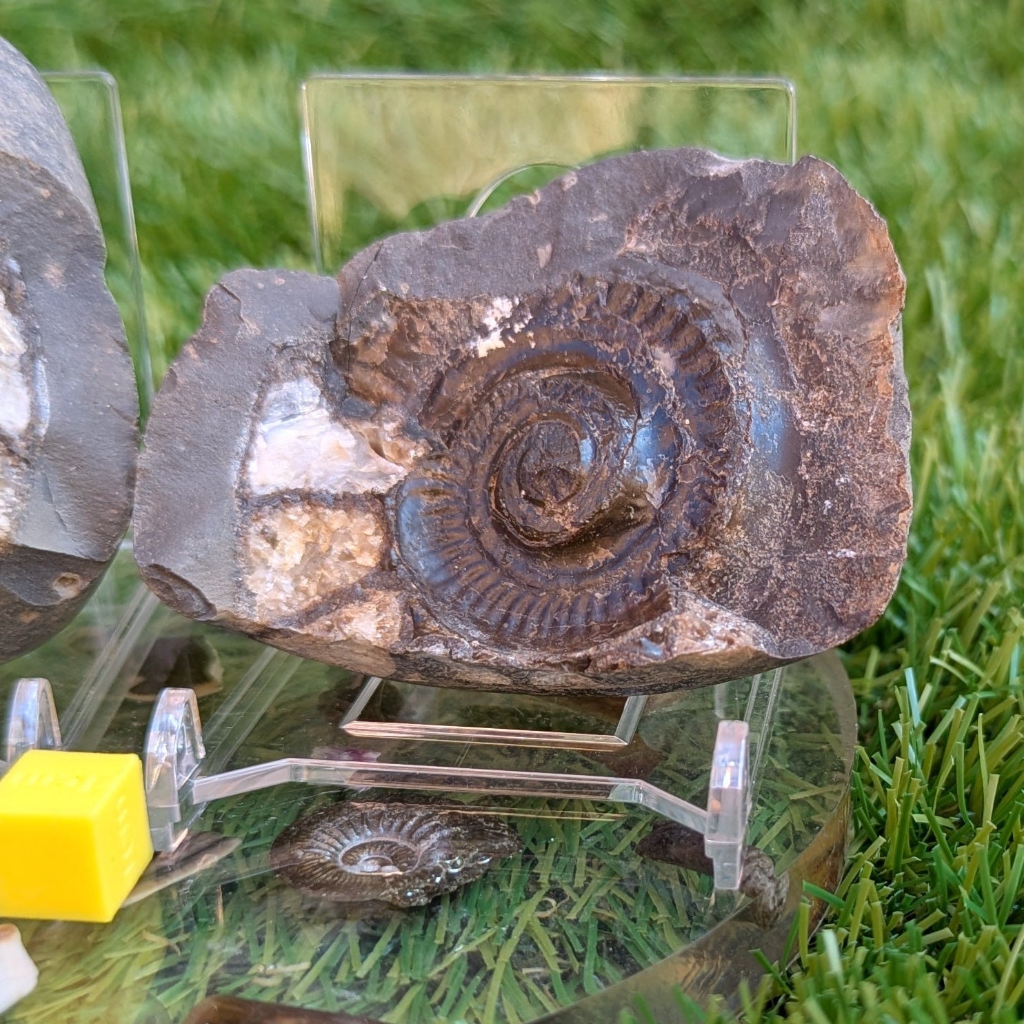 Hildoceras ammonite fossil split pair North Yorkshire fossils - North Yorkshire Fossils