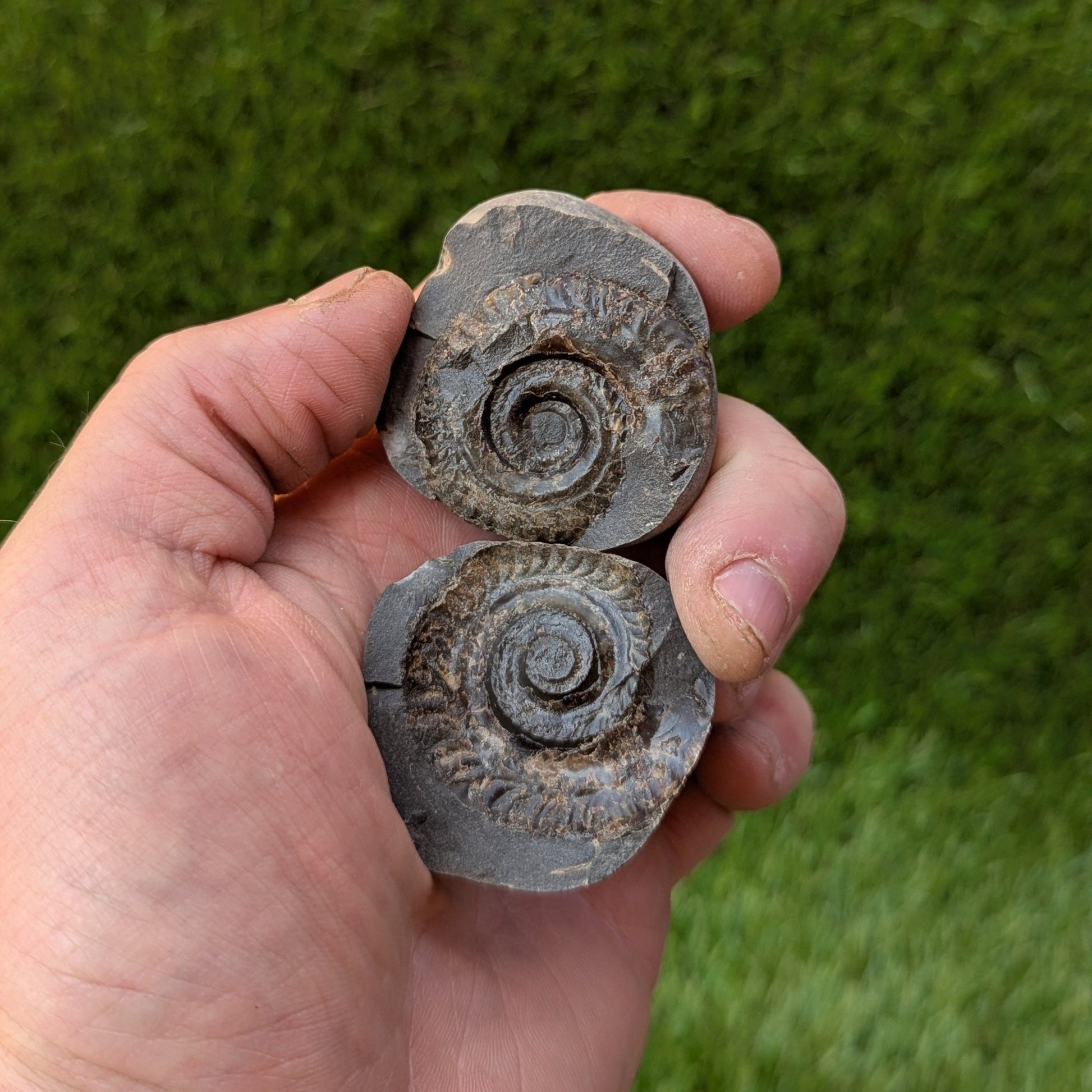 Hildoceras ammonite fossil split pair Whitby - North Yorkshire Fossils