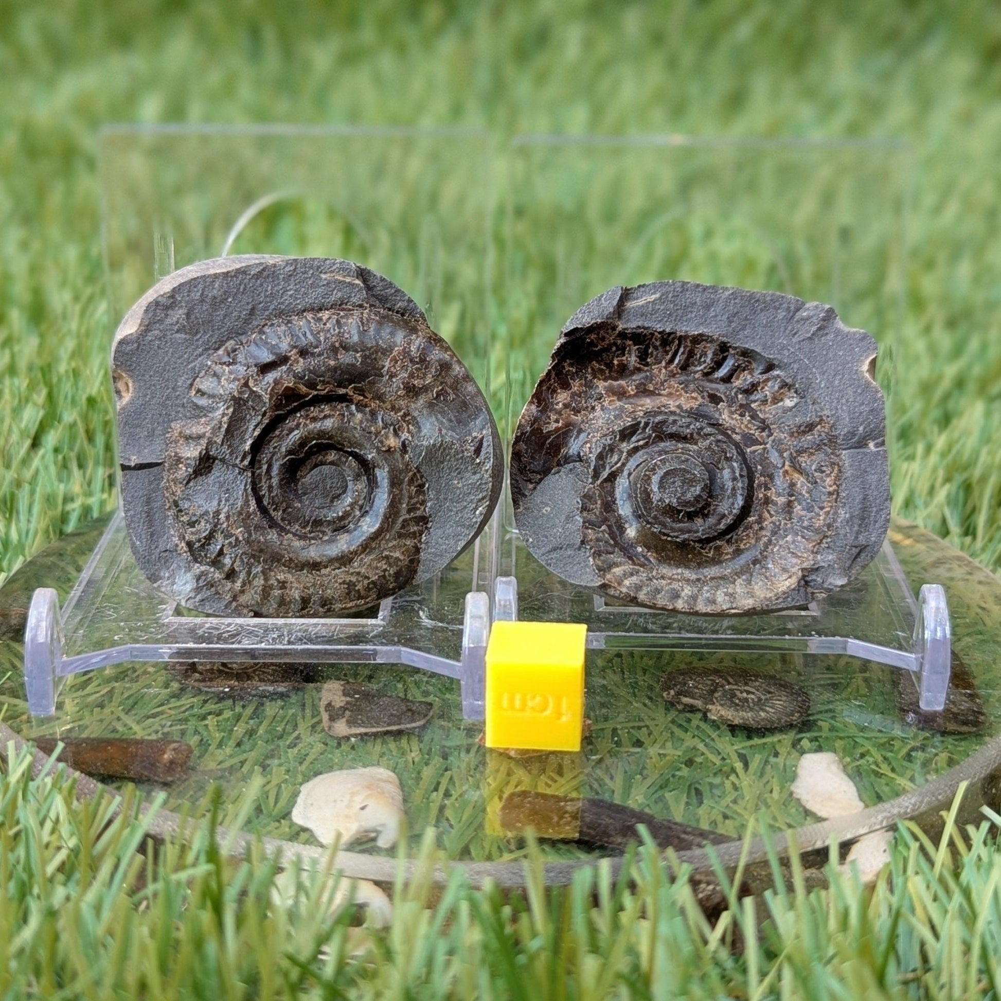 Hildoceras ammonite fossil split pair Whitby - North Yorkshire Fossils