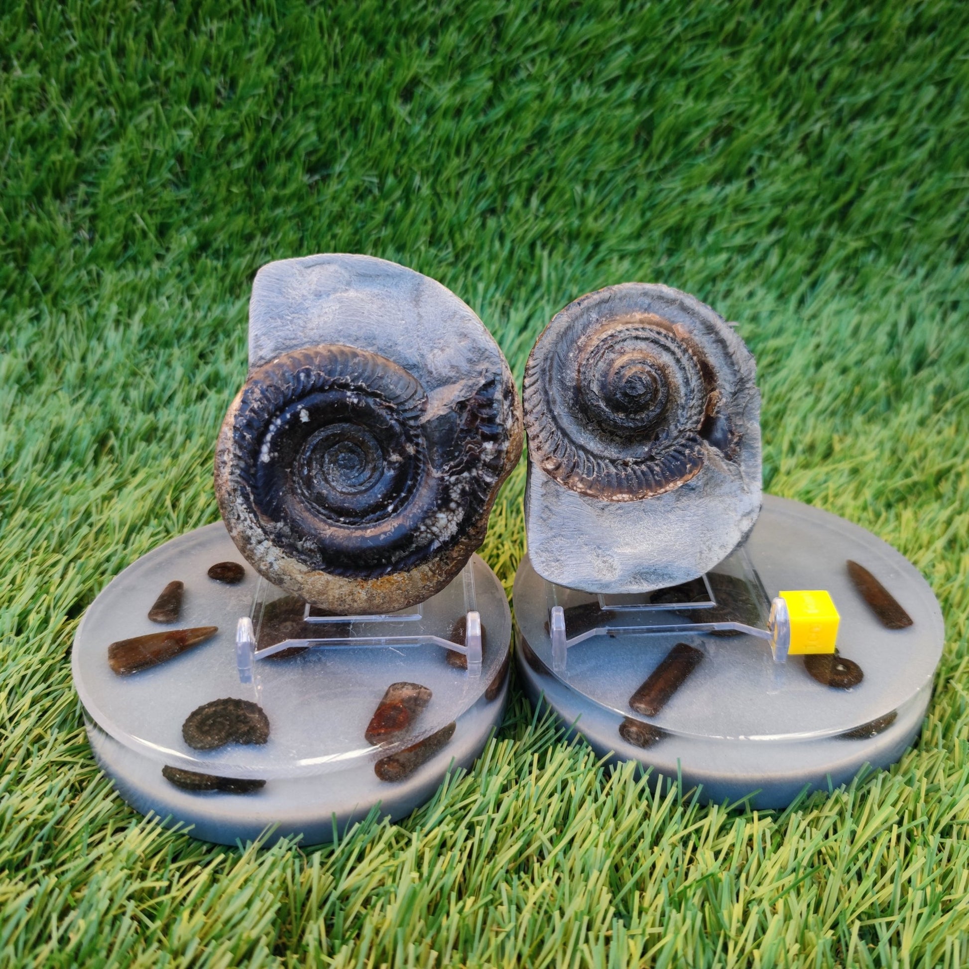 Hildoceras ammonite fossil split pair Yorkshire Jurassic coast - North Yorkshire Fossils