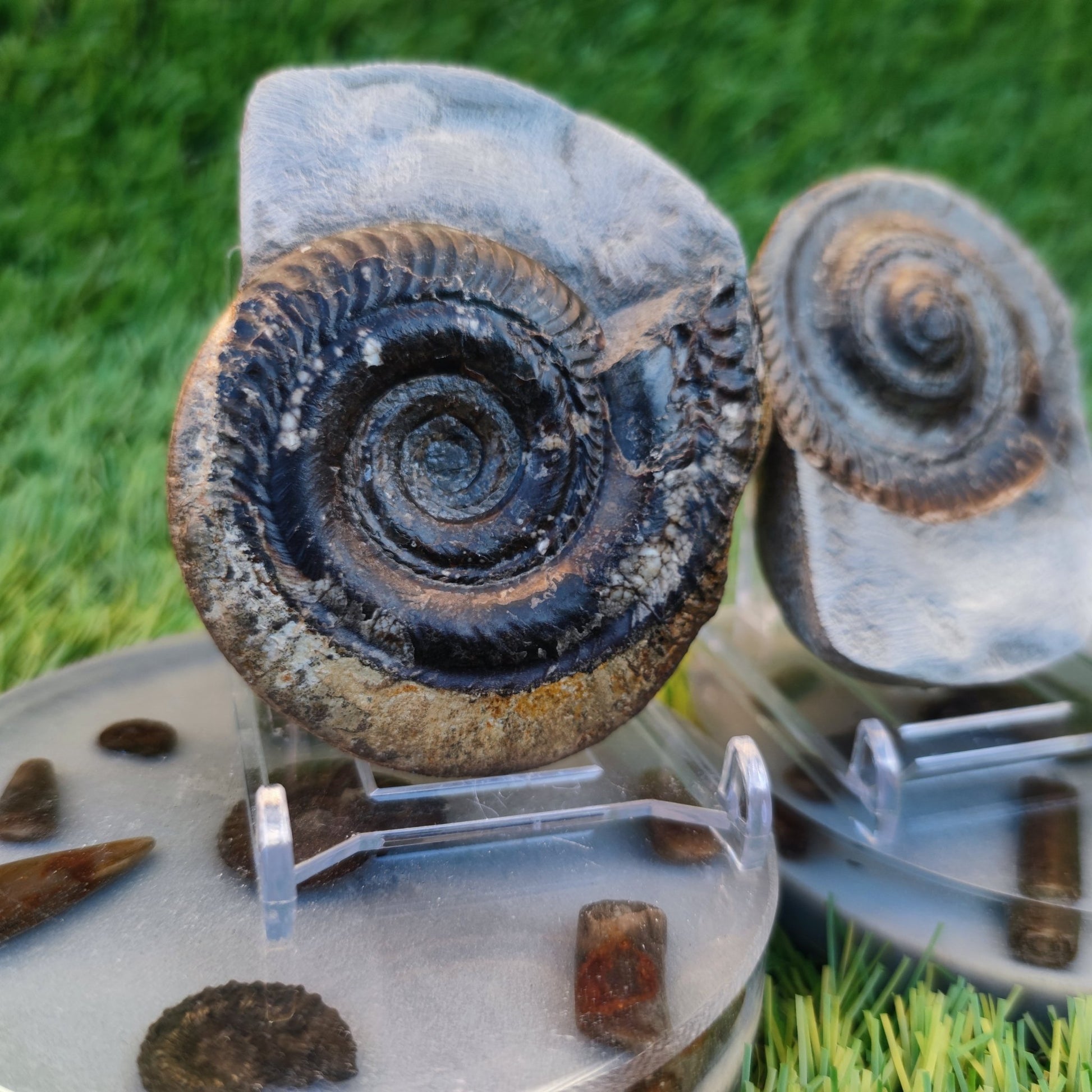 Hildoceras ammonite fossil split pair Yorkshire Jurassic coast - North Yorkshire Fossils