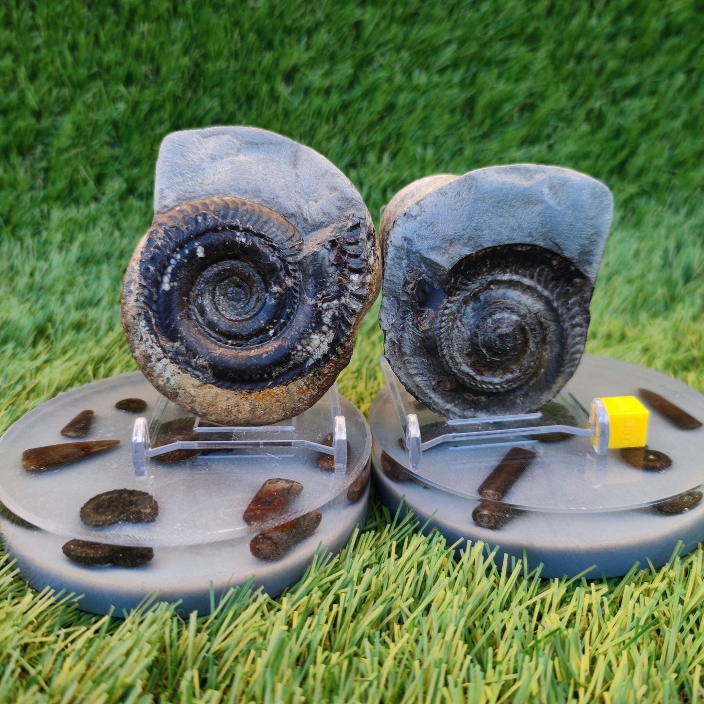Hildoceras ammonite fossil split pair Yorkshire Jurassic coast - North Yorkshire Fossils