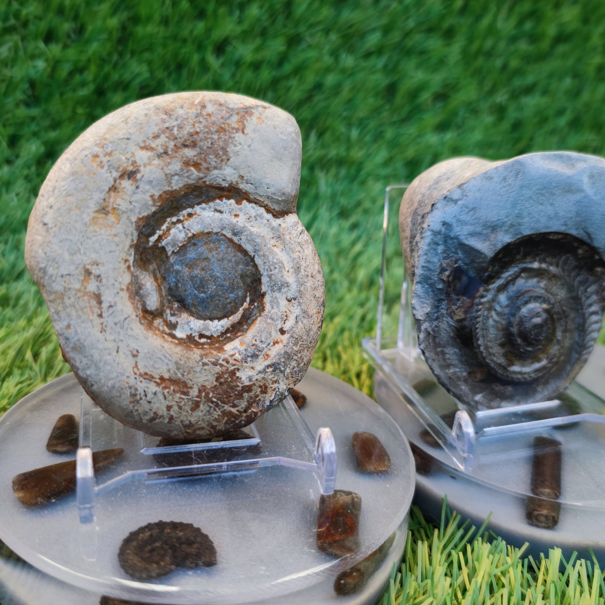 Hildoceras ammonite fossil split pair Yorkshire Jurassic coast - North Yorkshire Fossils