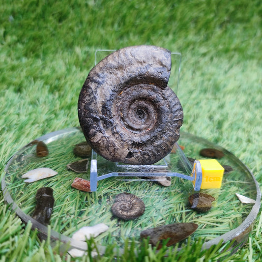 Hildoceras ammonite fossil Whitby Yorkshire Jurassic coast - North Yorkshire Fossils