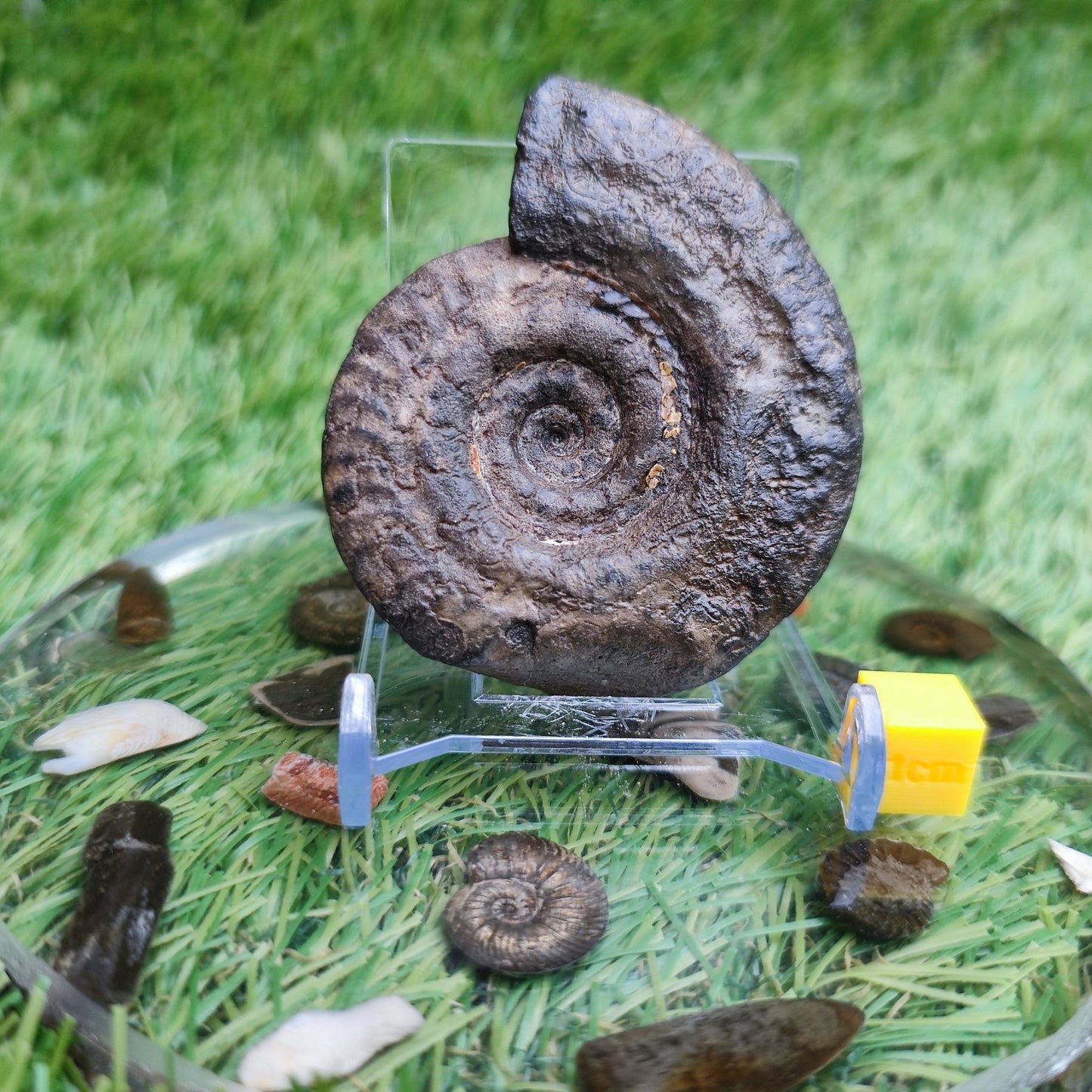Hildoceras ammonite fossil Whitby Yorkshire Jurassic coast - North Yorkshire Fossils