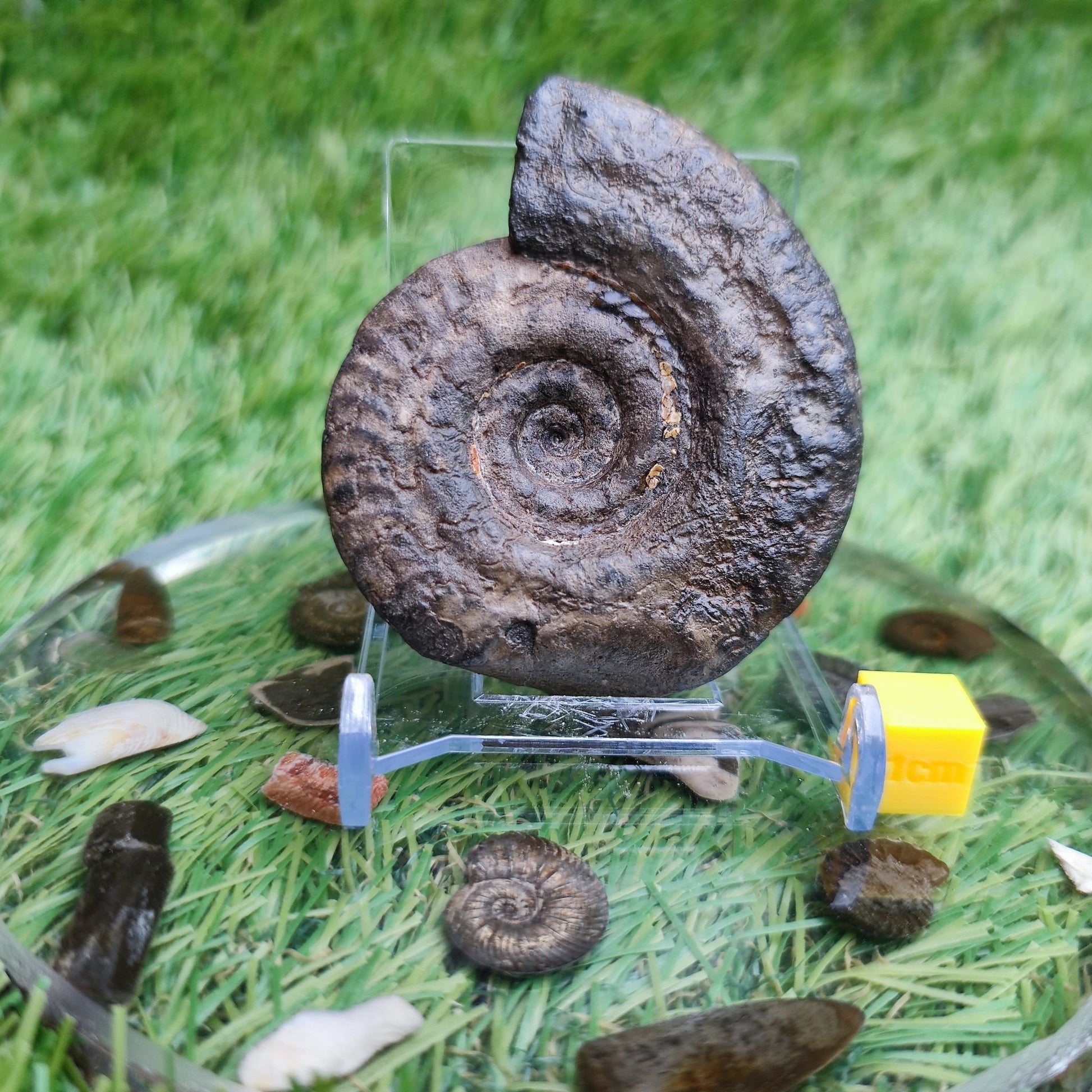 Hildoceras ammonite fossil Whitby Yorkshire Jurassic coast - North Yorkshire Fossils