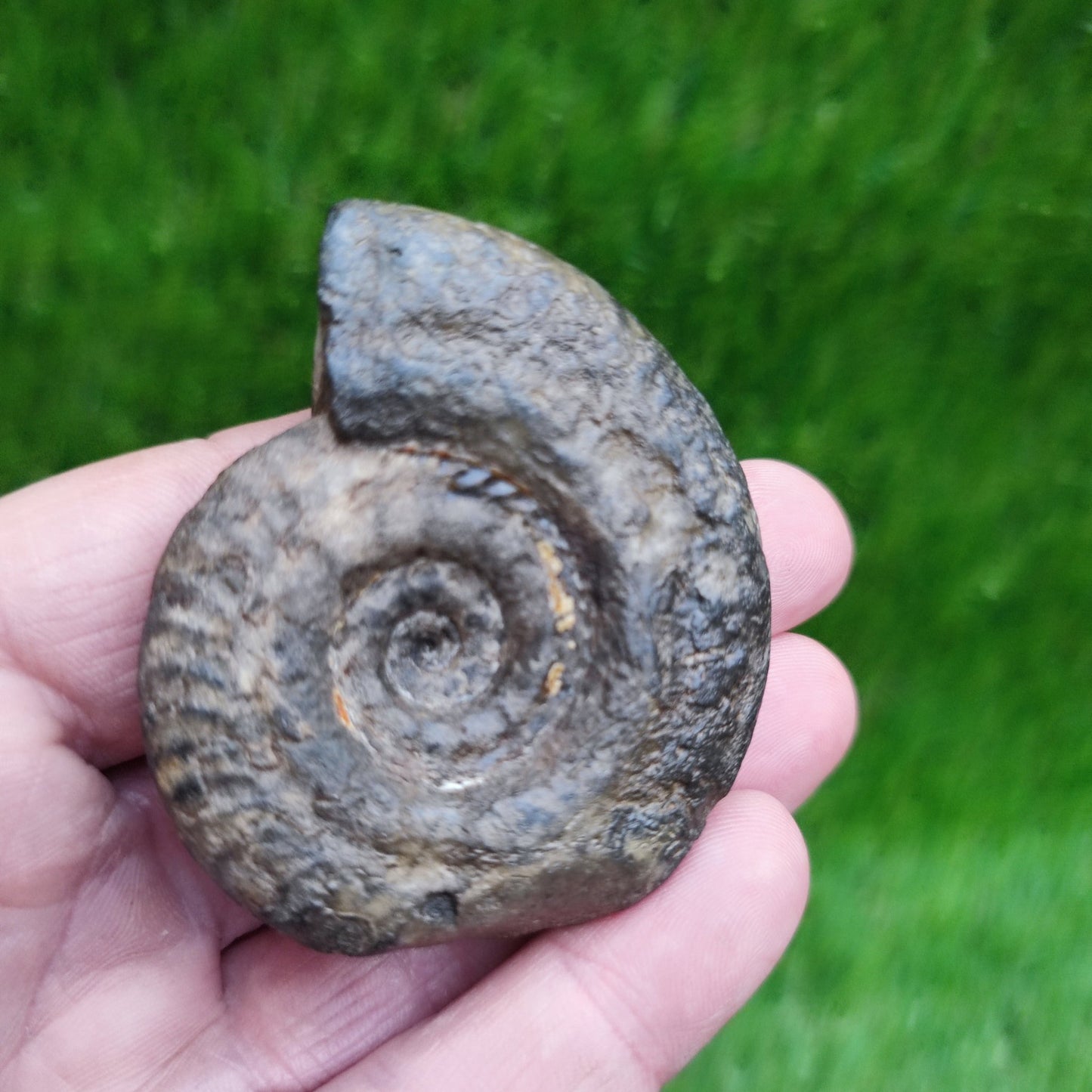 Hildoceras ammonite fossil Whitby Yorkshire Jurassic coast - North Yorkshire Fossils