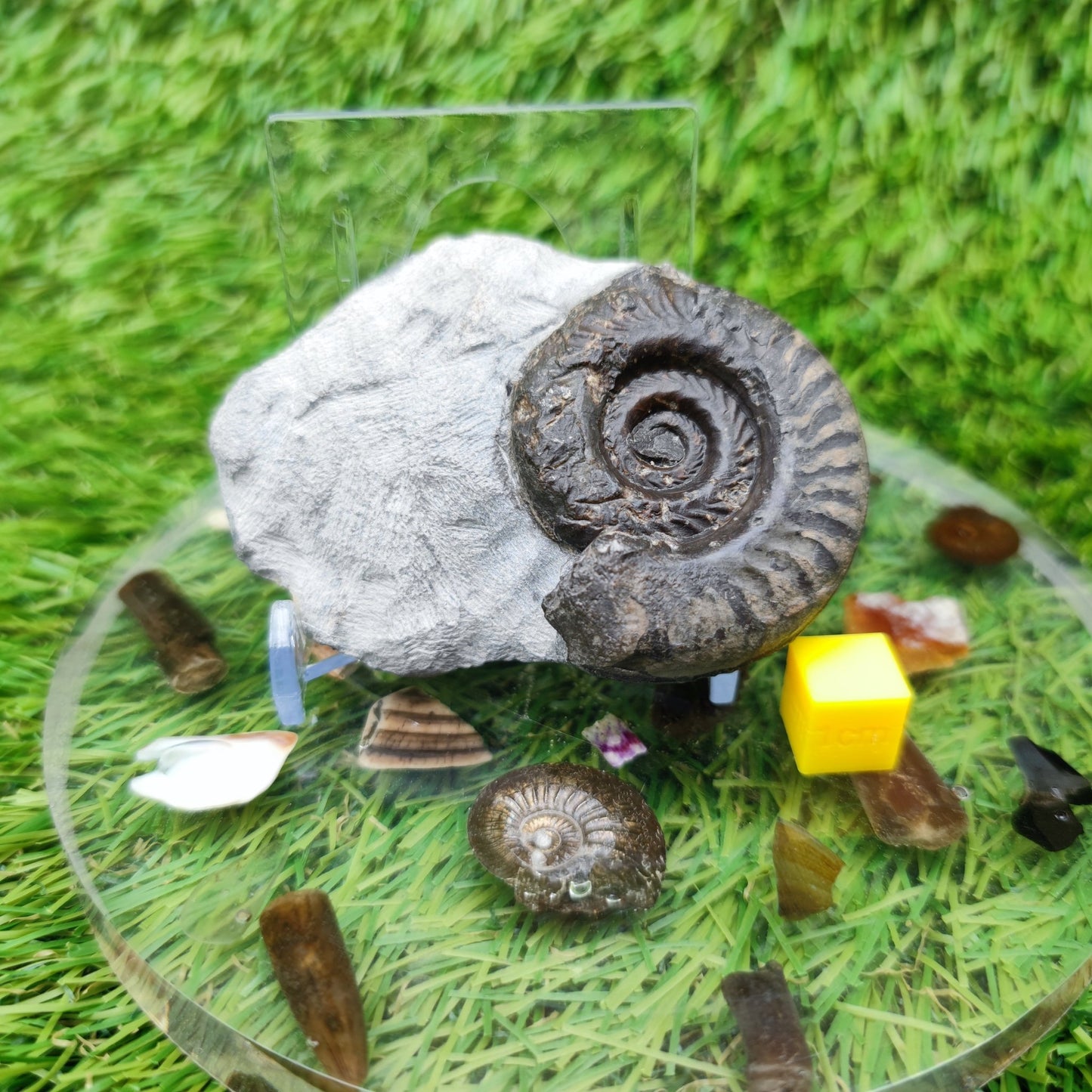 Hildoceras ammonite fossil Yorkshire - North Yorkshire Fossils