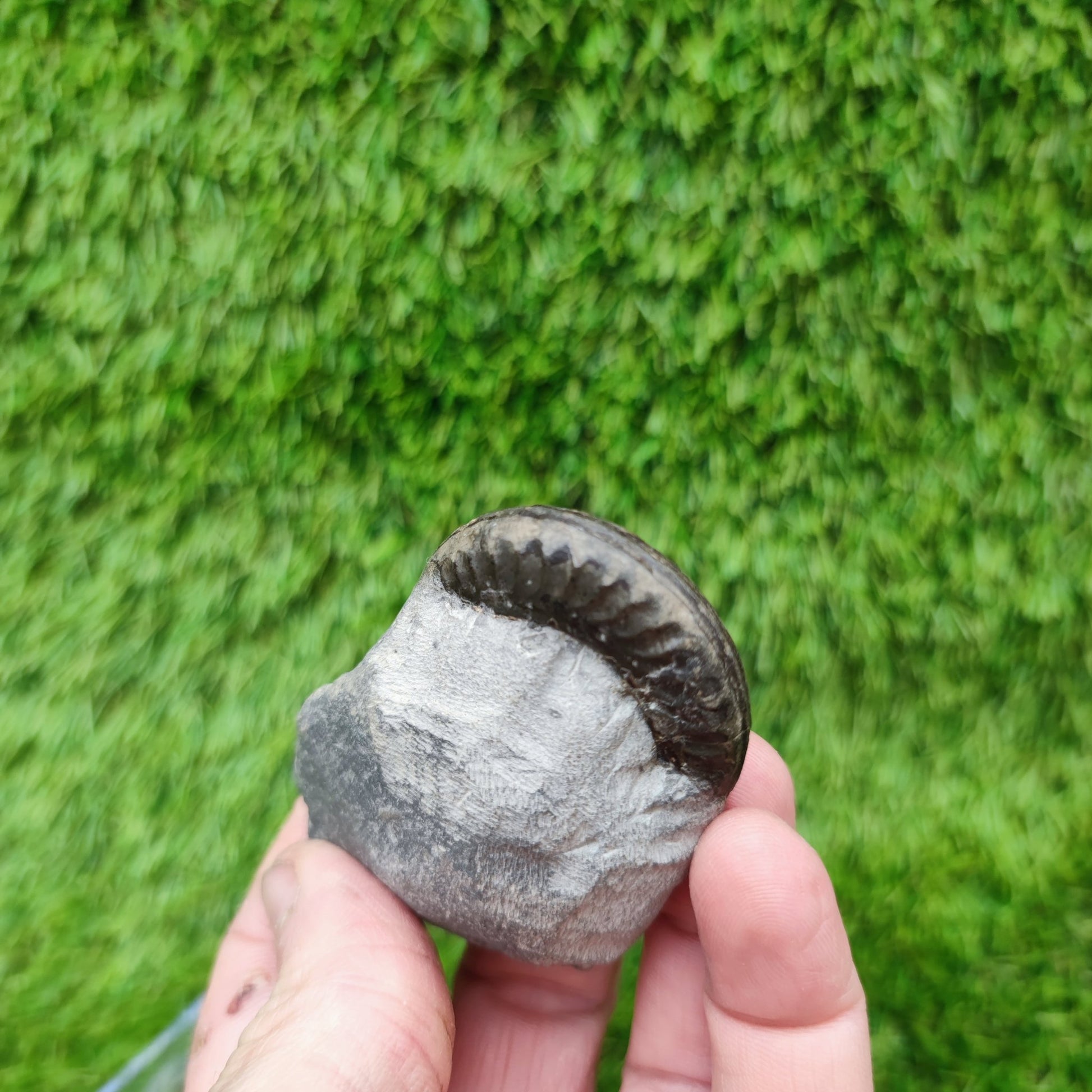 Hildoceras ammonite fossil Yorkshire - North Yorkshire Fossils