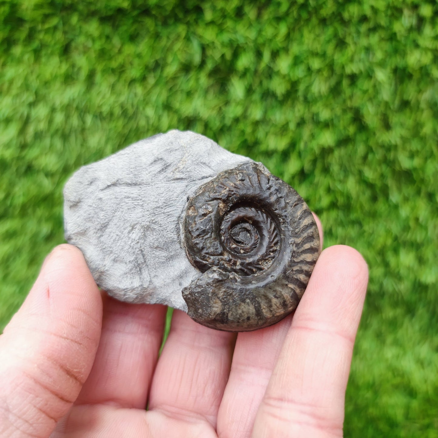 Hildoceras ammonite fossil Yorkshire - North Yorkshire Fossils