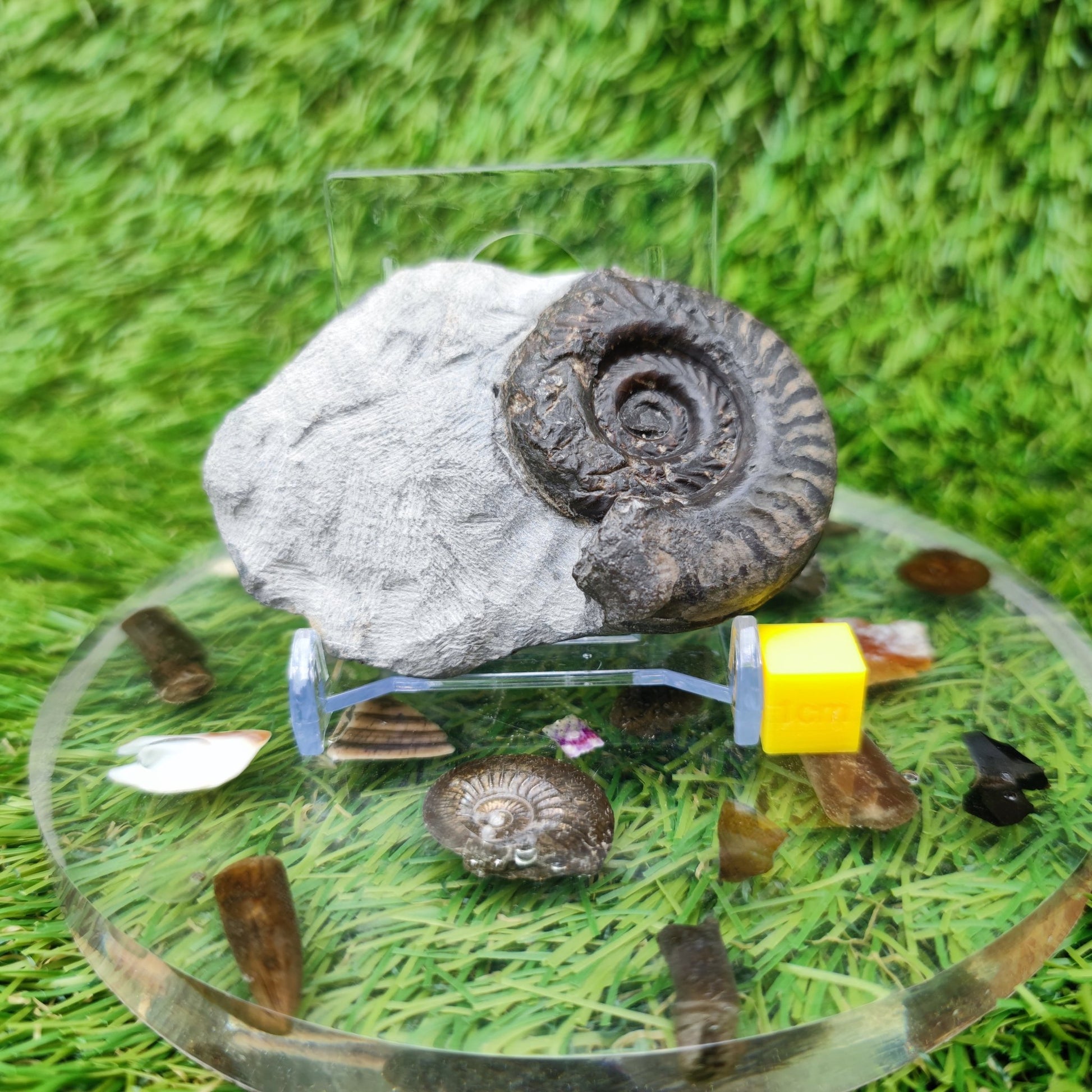 Hildoceras ammonite fossil Yorkshire - North Yorkshire Fossils