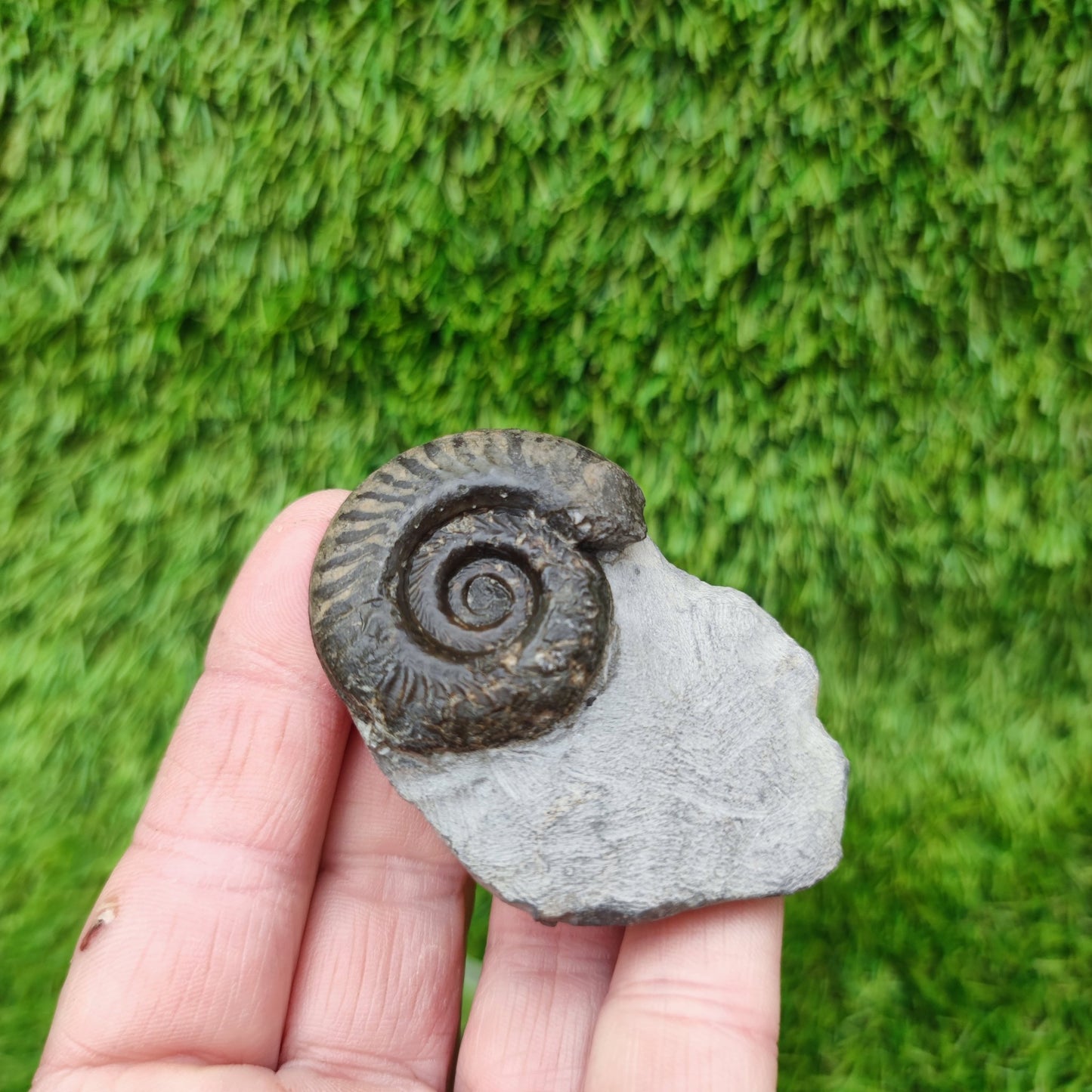 Hildoceras ammonite fossil Yorkshire - North Yorkshire Fossils
