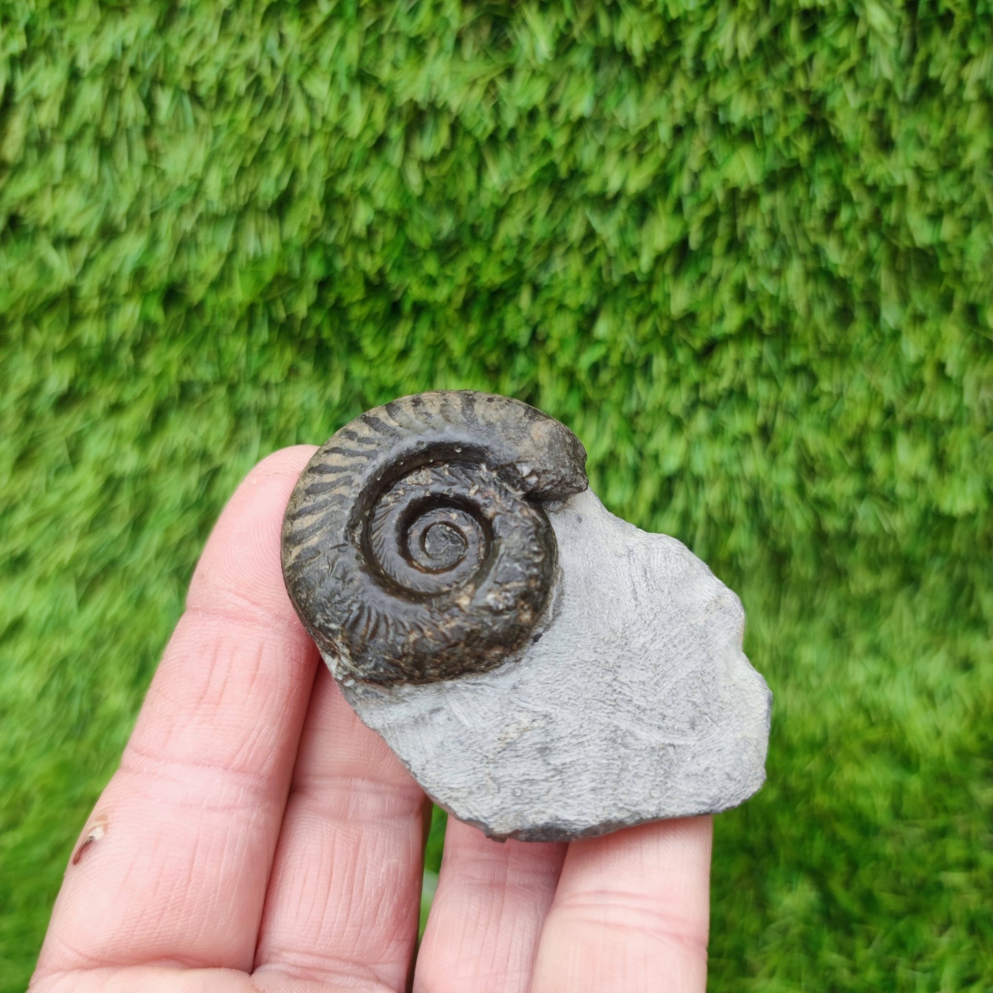 Hildoceras ammonite fossil Yorkshire - North Yorkshire Fossils