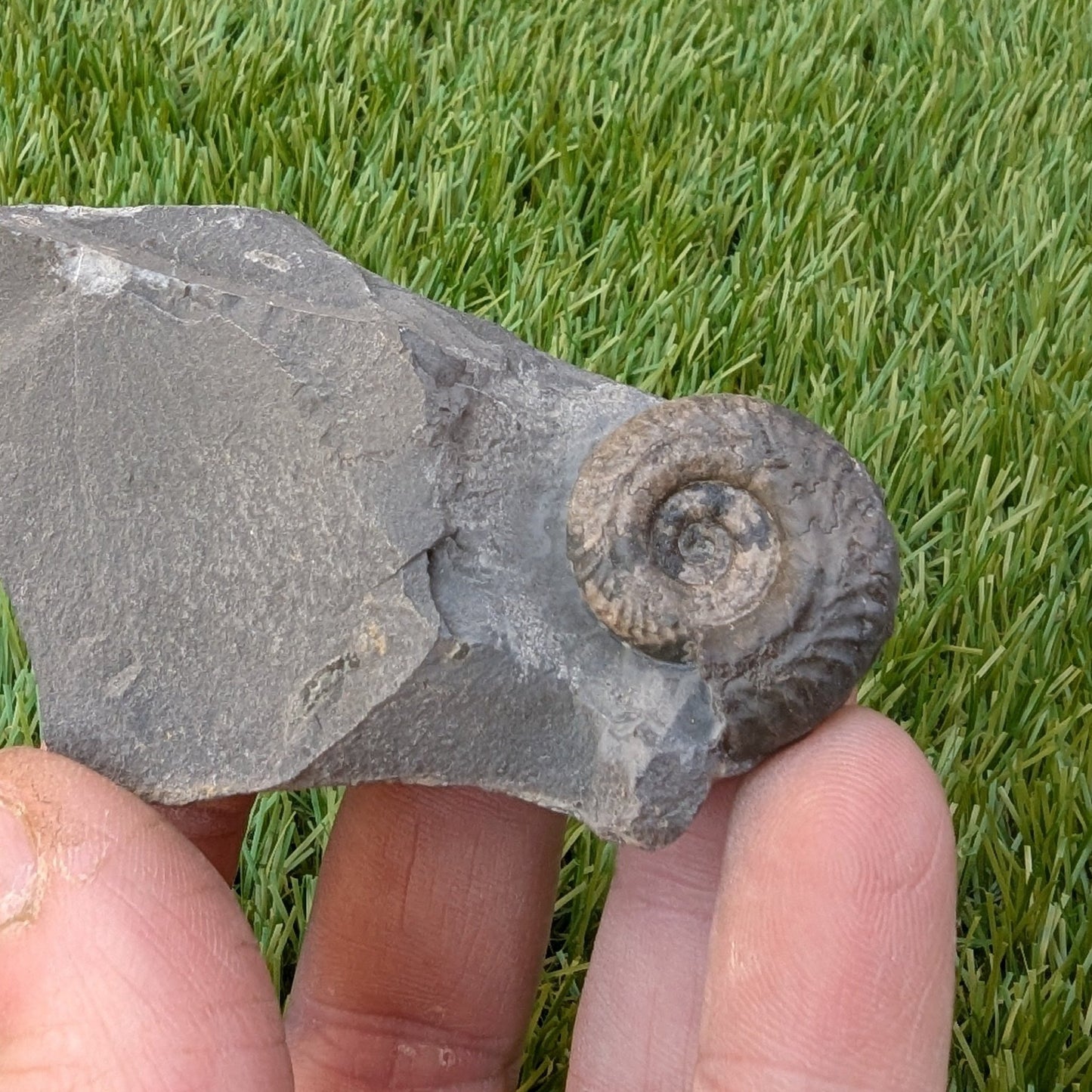 Hildoceras ammonite North Yorkshire fossils - North Yorkshire Fossils