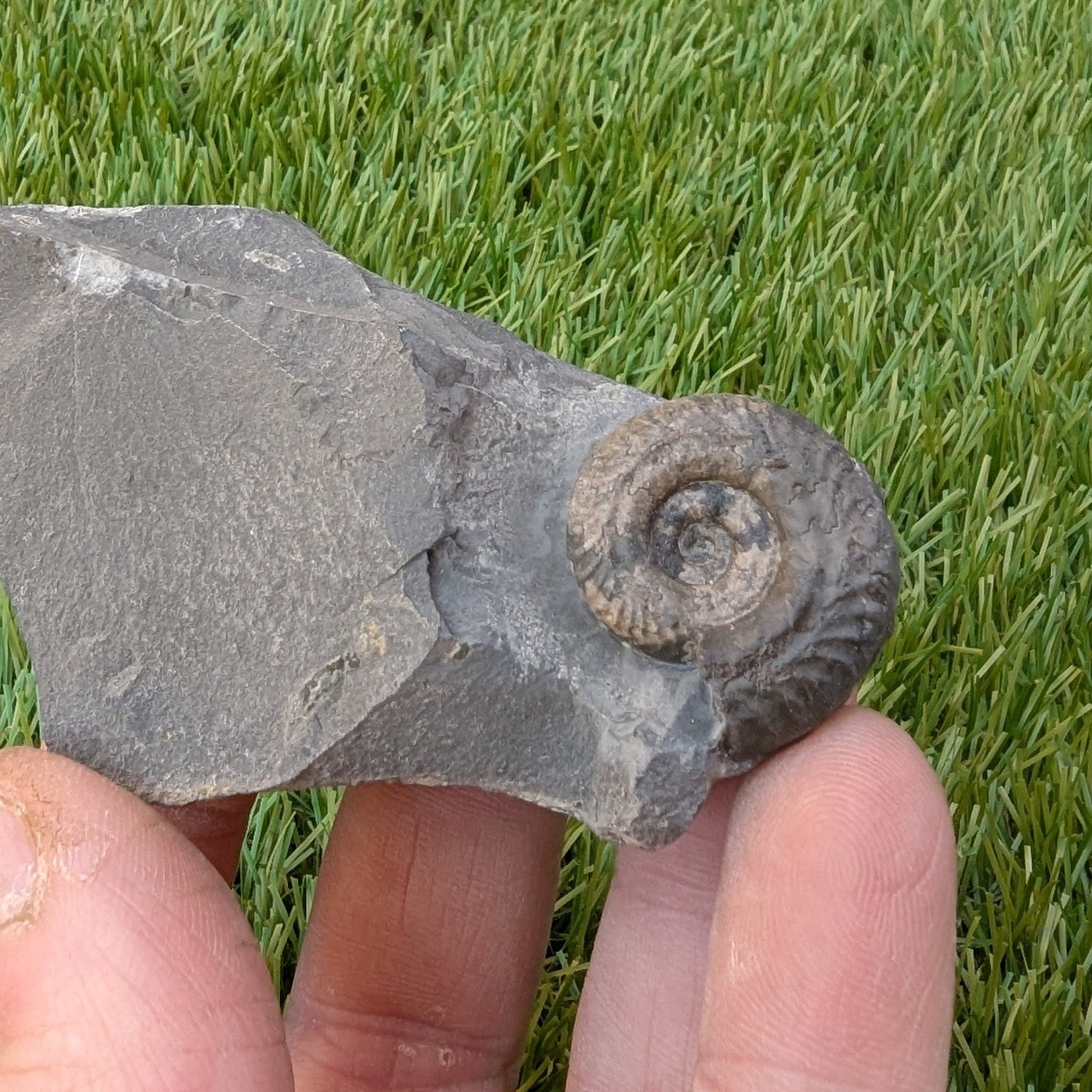 Hildoceras ammonite North Yorkshire fossils - North Yorkshire Fossils