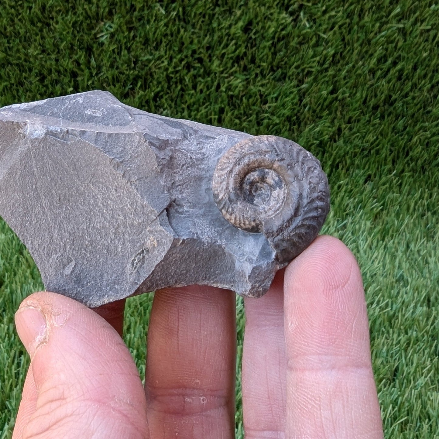 Hildoceras ammonite North Yorkshire fossils - North Yorkshire Fossils