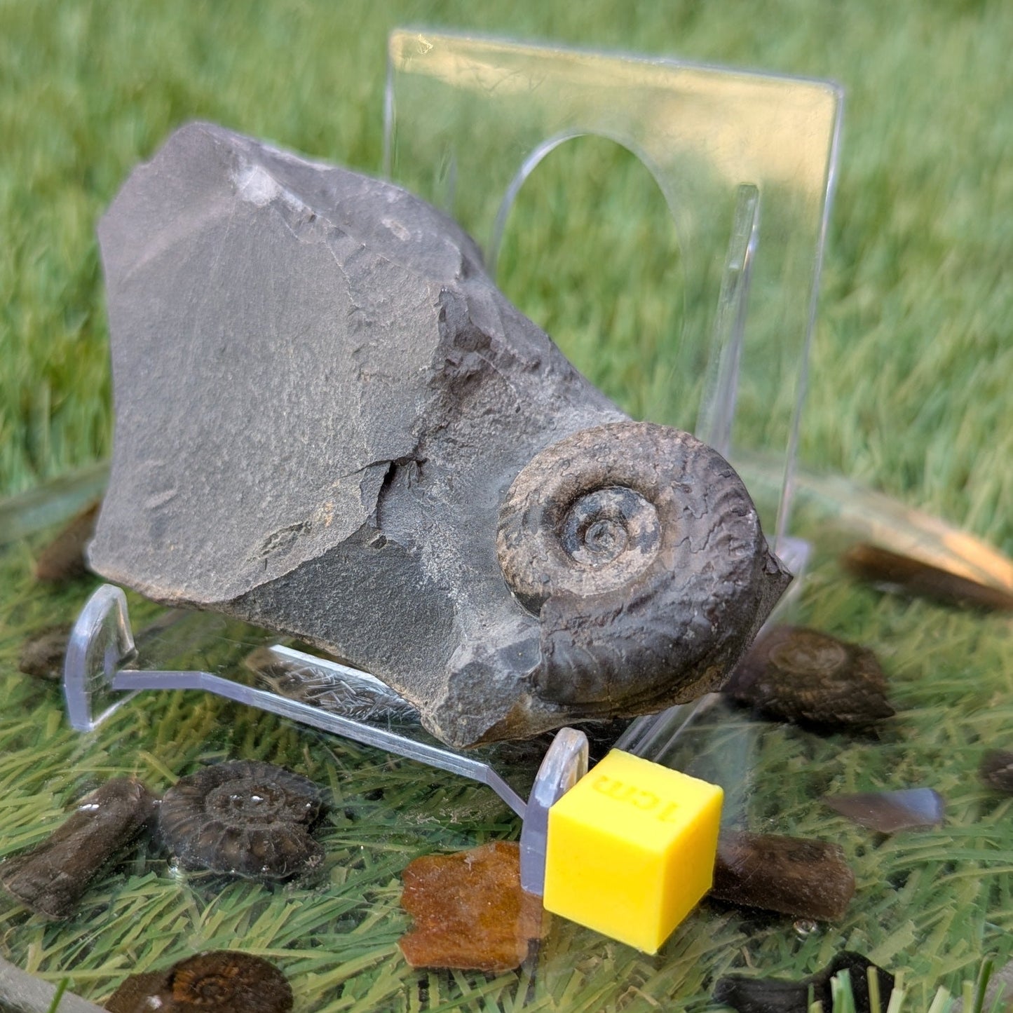 Hildoceras ammonite North Yorkshire fossils - North Yorkshire Fossils