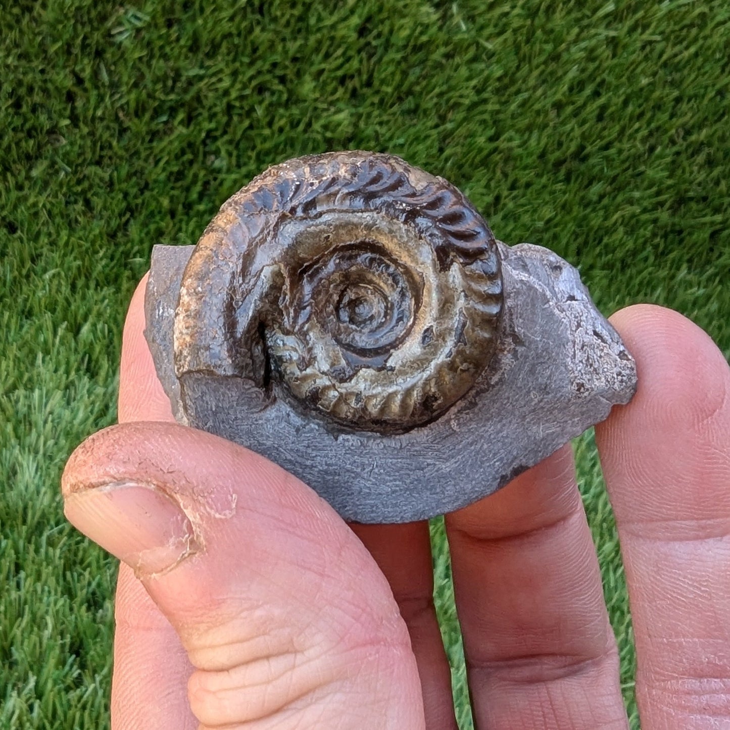 Hildoceras ammonite North Yorkshire fossils - North Yorkshire Fossils