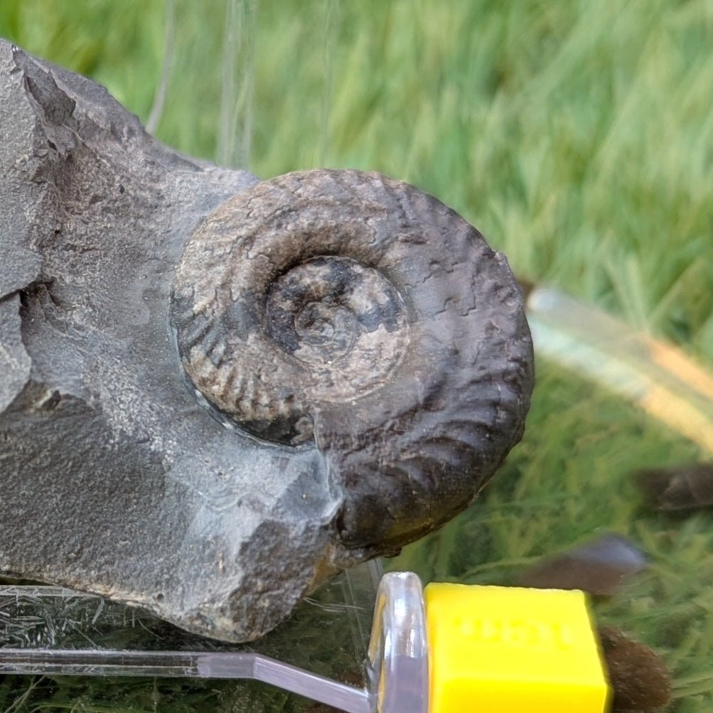Hildoceras ammonite North Yorkshire fossils - North Yorkshire Fossils